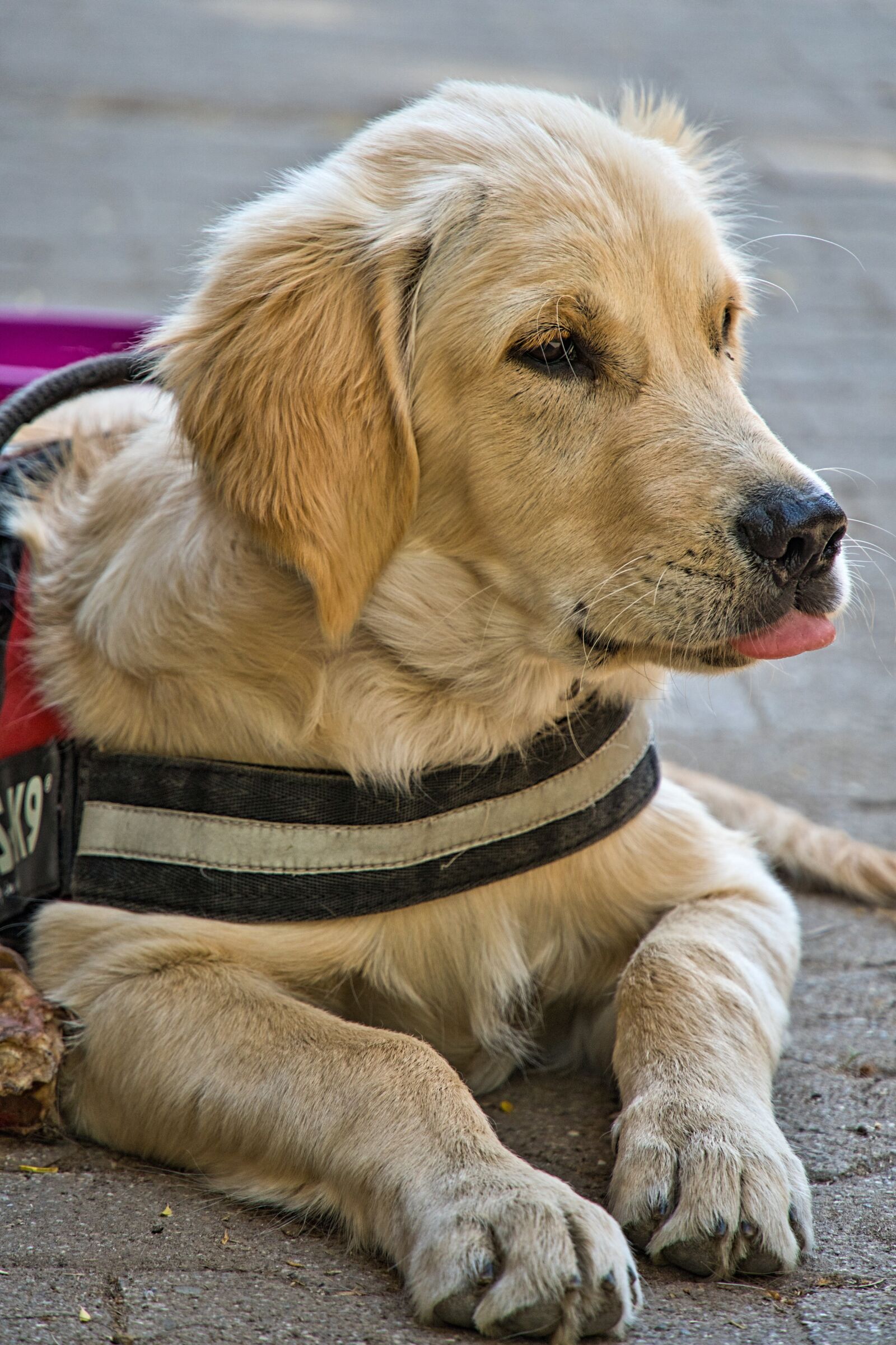 Sony a6400 sample photo. Golden retriever, puppy, dog photography