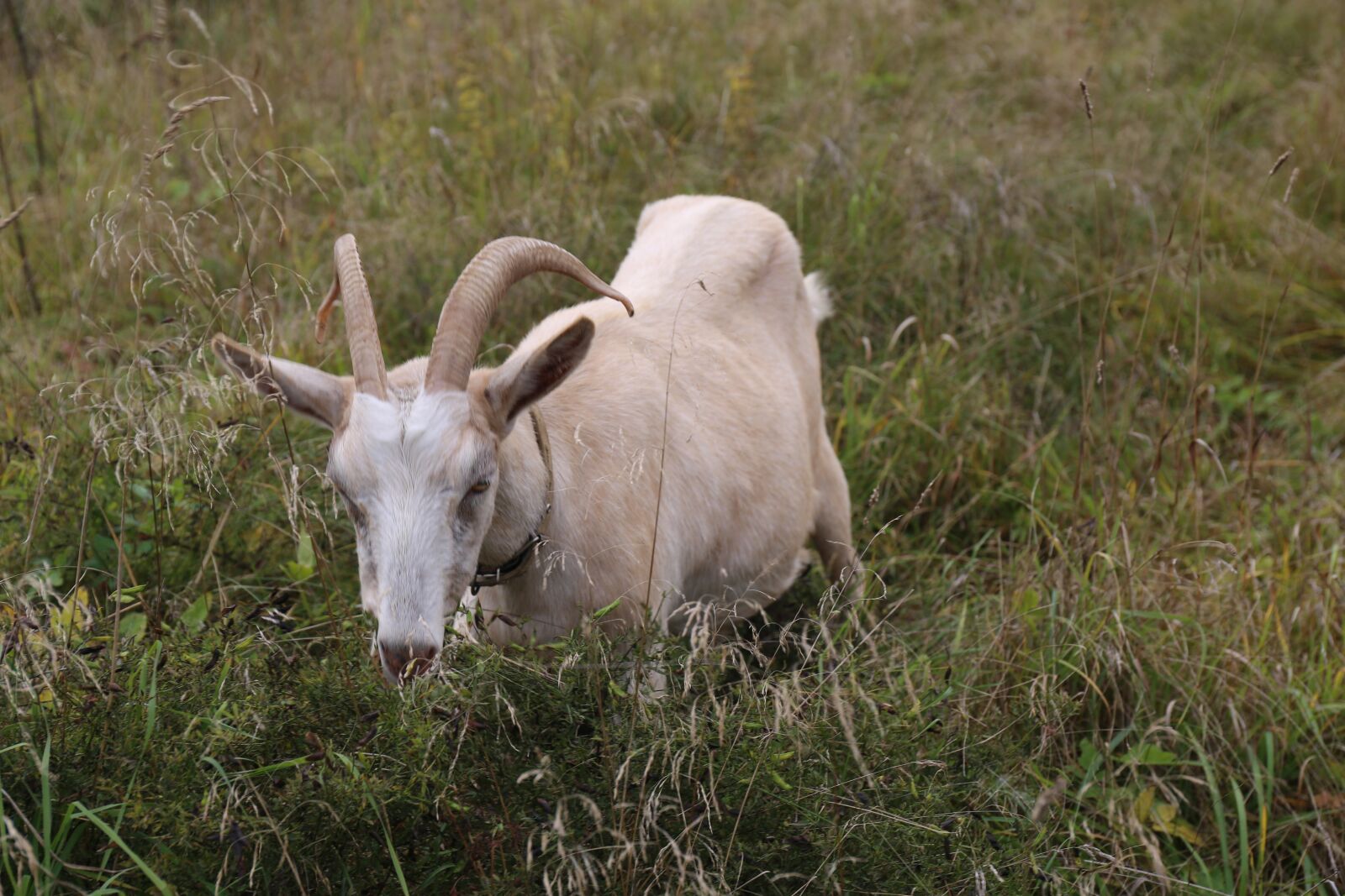 Canon EF 24-70mm F4L IS USM sample photo. Goat, animal, grass photography