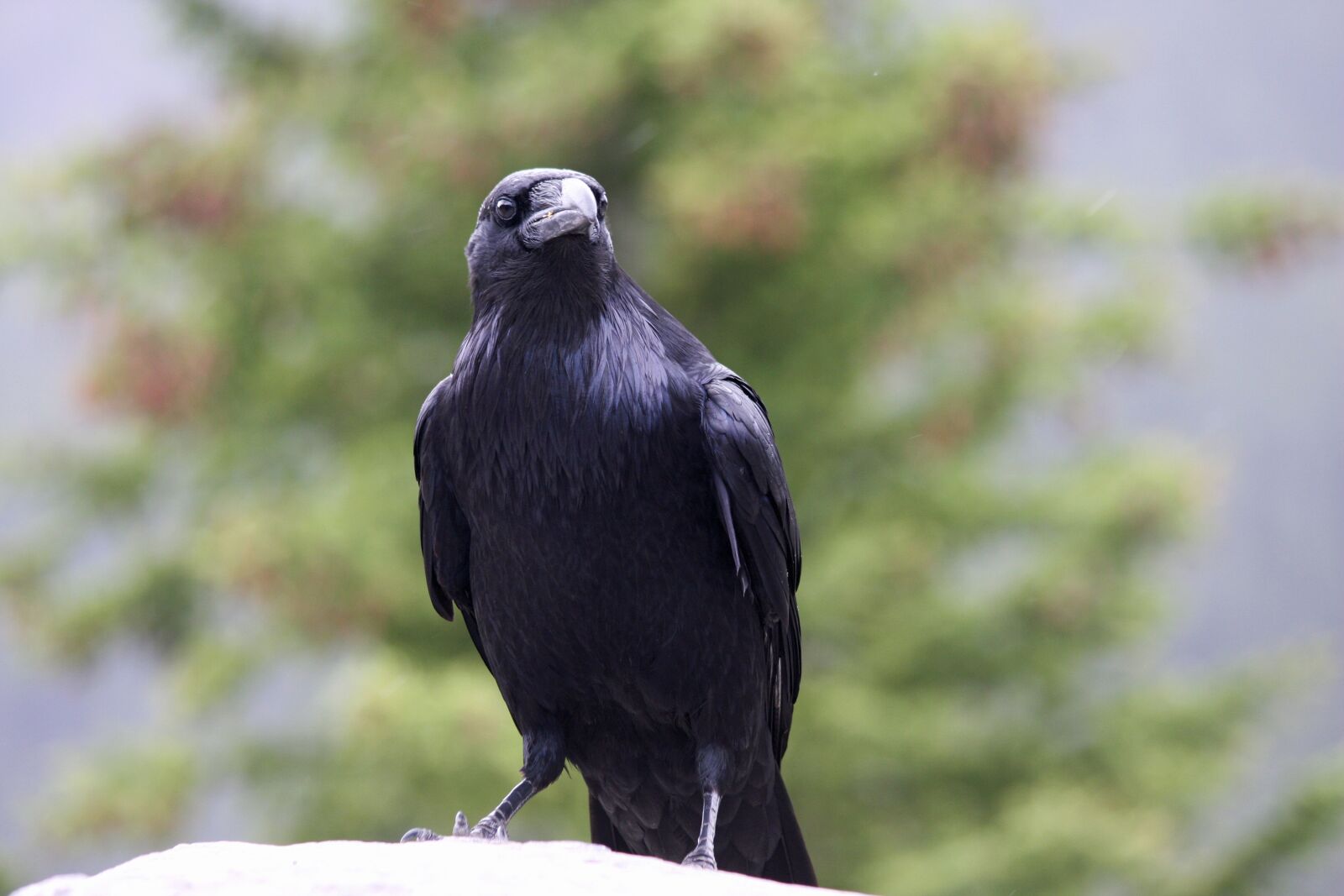 Canon EOS 40D sample photo. Raven, crow, black photography