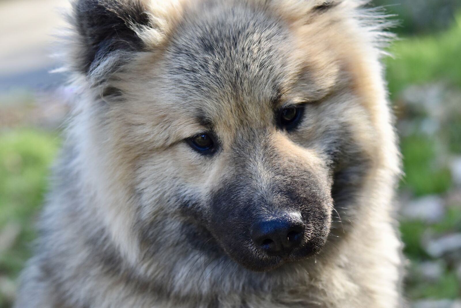 Nikon D5600 sample photo. Dog, portrait dog eurasier photography