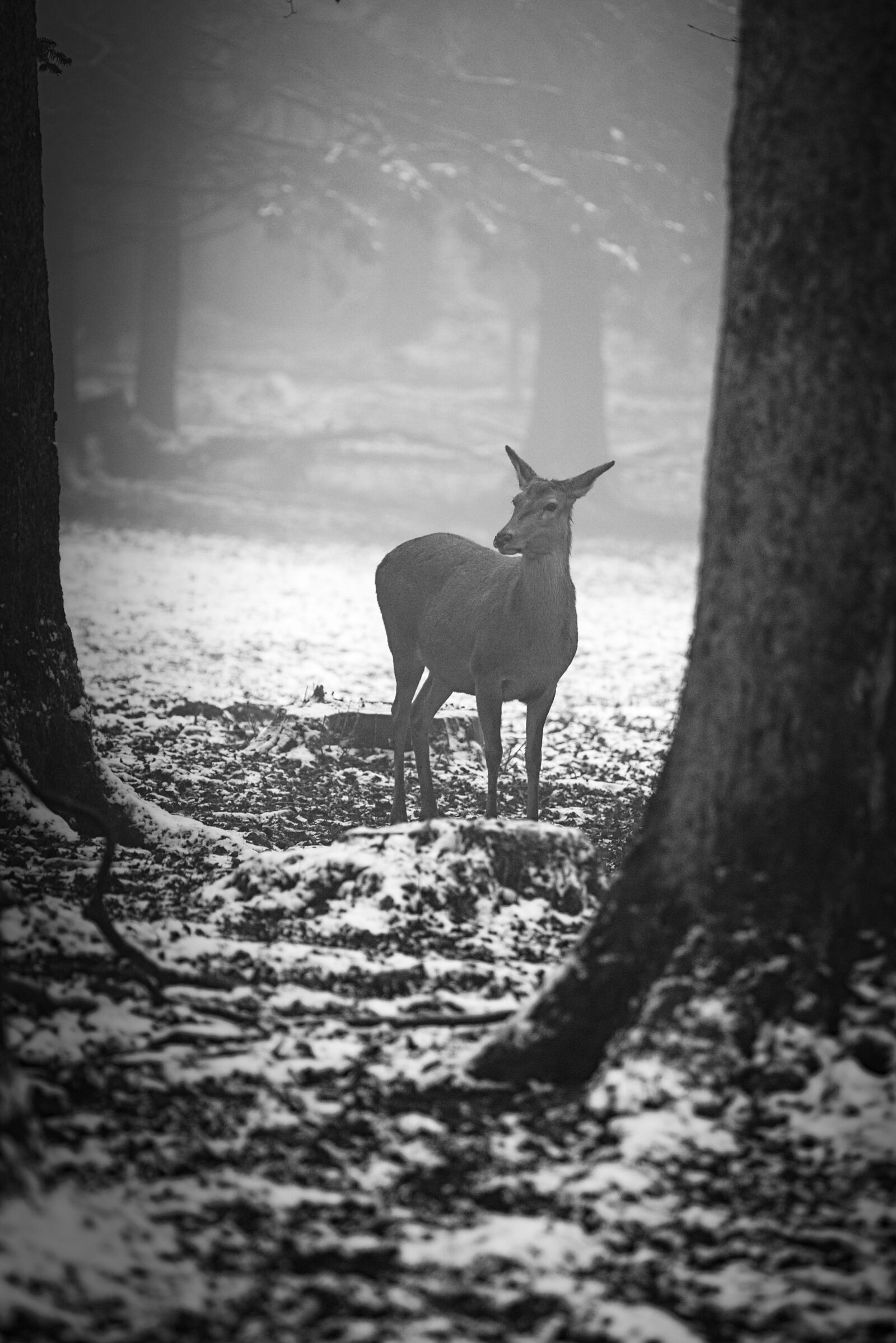 Canon EOS 6D sample photo. Winter, forest, roe deer photography