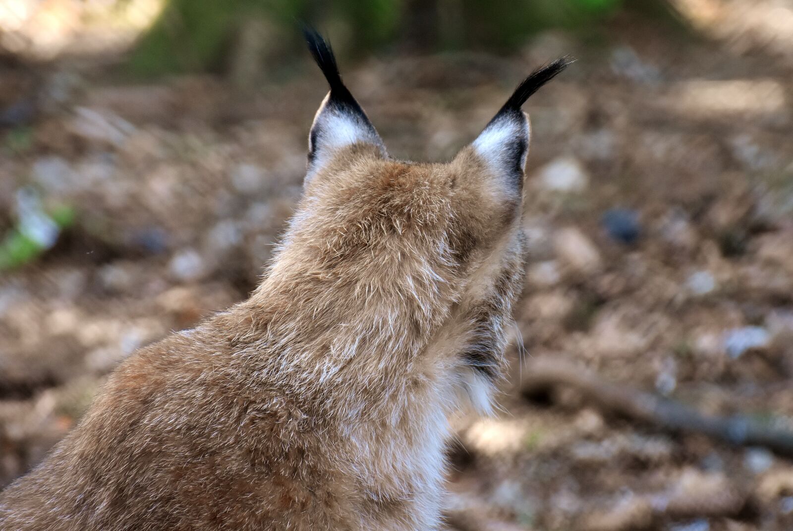 Nikon D7200 sample photo. Lynx, wild animal, wildcat photography