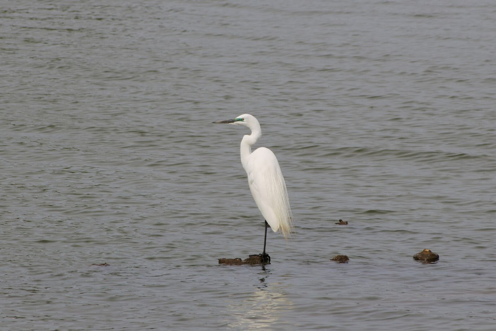 Nikon 1 J5 + VR 55-200mm f/4-5.6G sample photo. Animal, river, heron photography