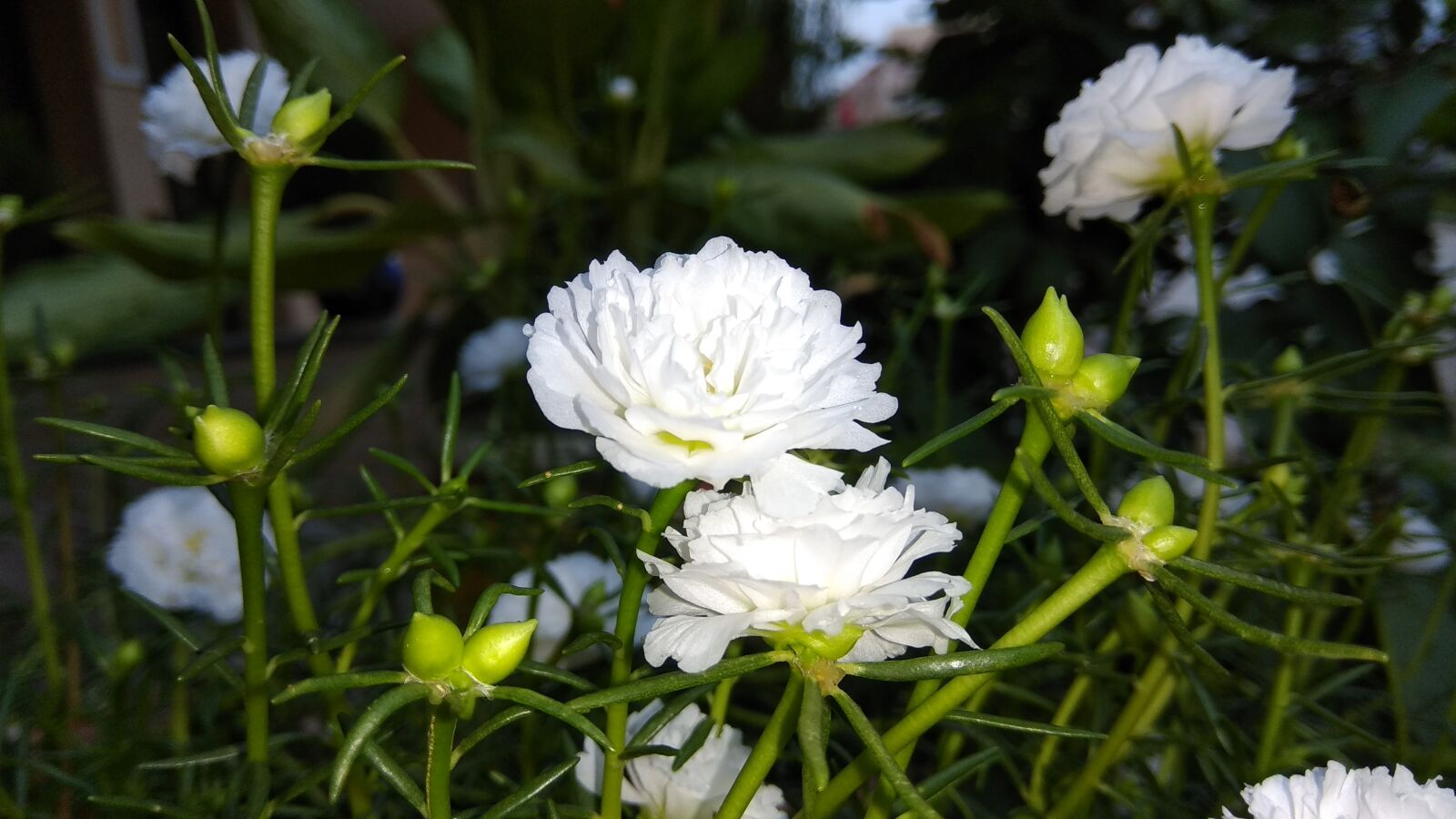 Xiaomi Redmi Note 4 sample photo. White, flower, flower with photography