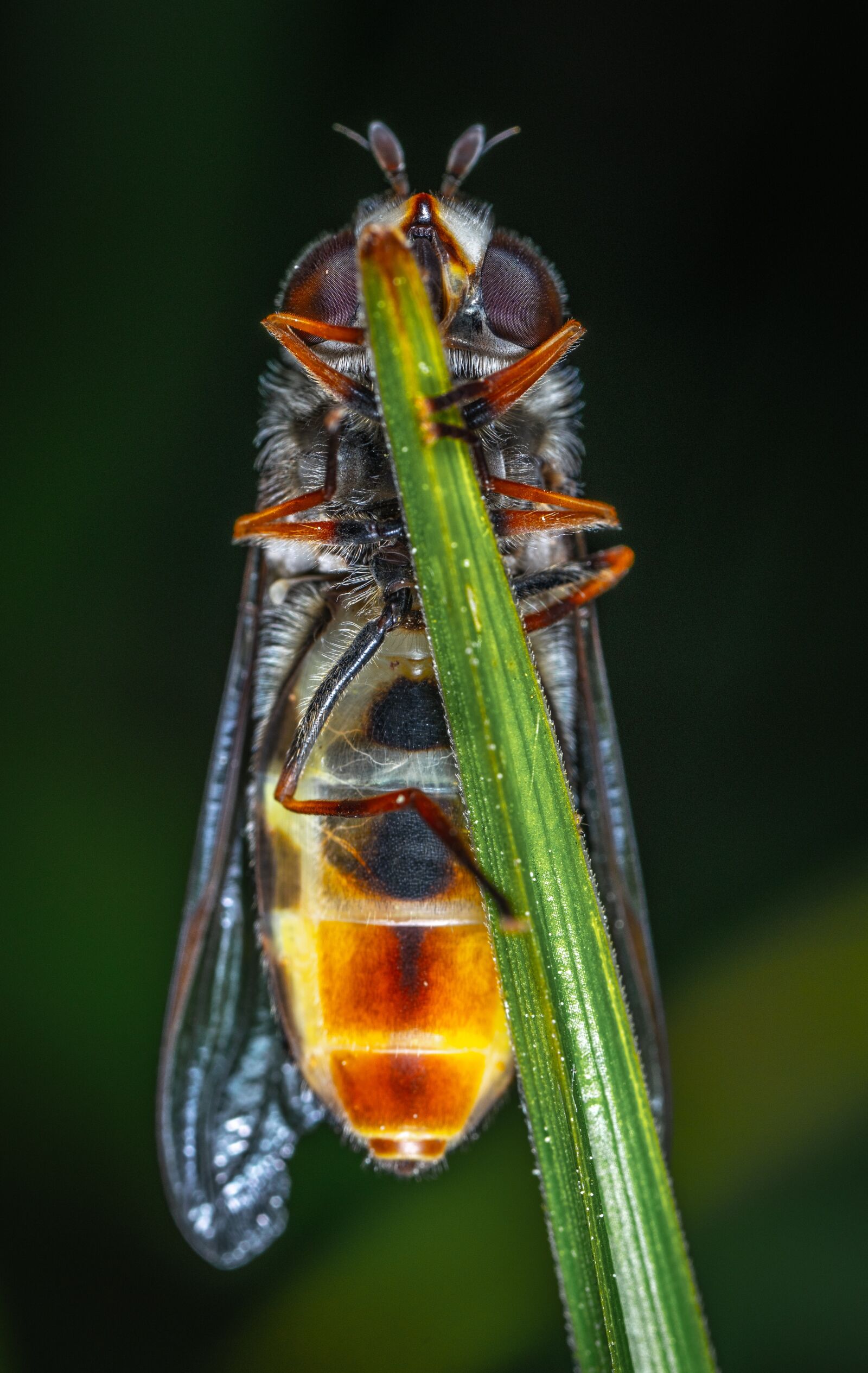 Sony a7R II sample photo. Insect, macro, bespozvonochnoe photography