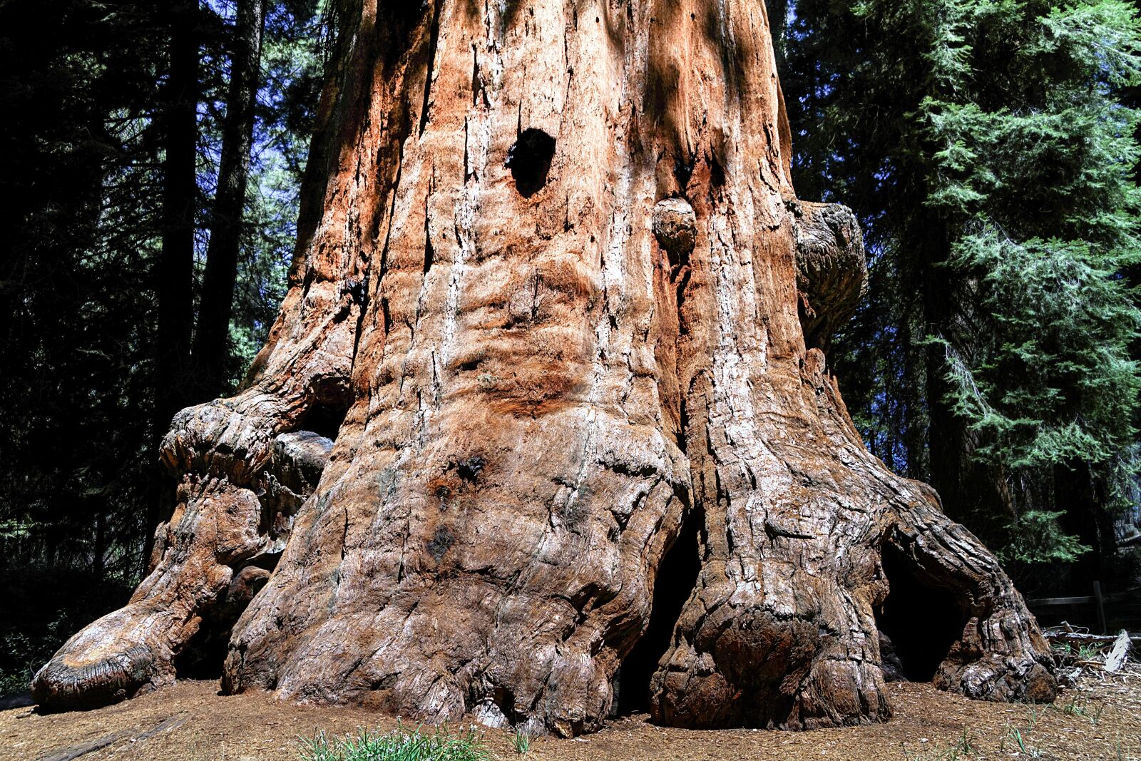 Canon EOS 7D sample photo. Sequioa tree, sequioa national photography