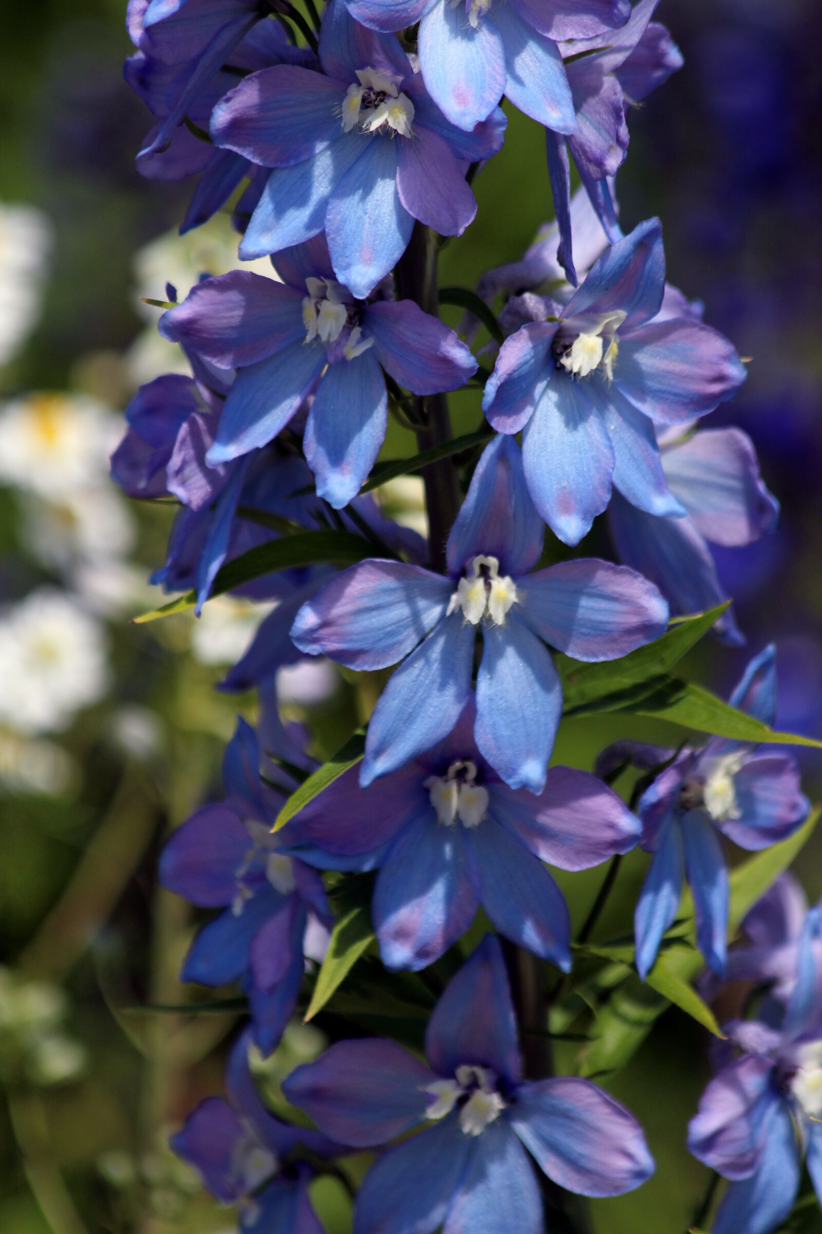 Canon EOS 650D (EOS Rebel T4i / EOS Kiss X6i) sample photo. Bell, blue flower, flower photography