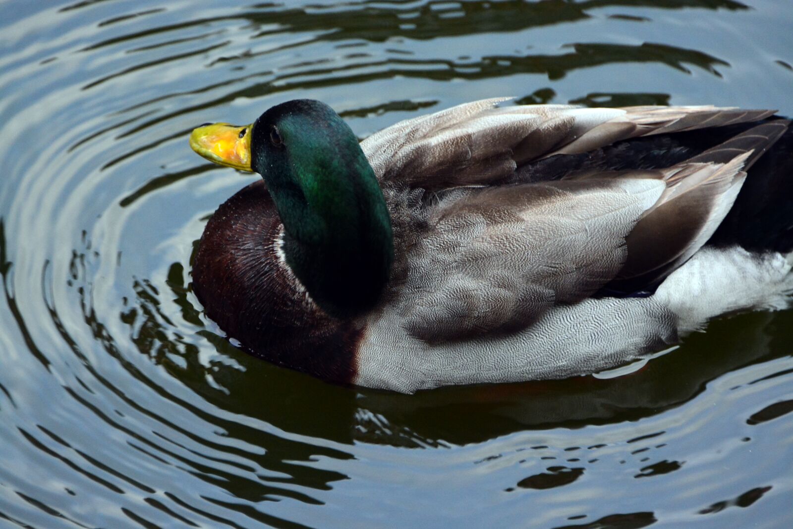 Nikon D7100 sample photo. Duck, swimming, lake photography