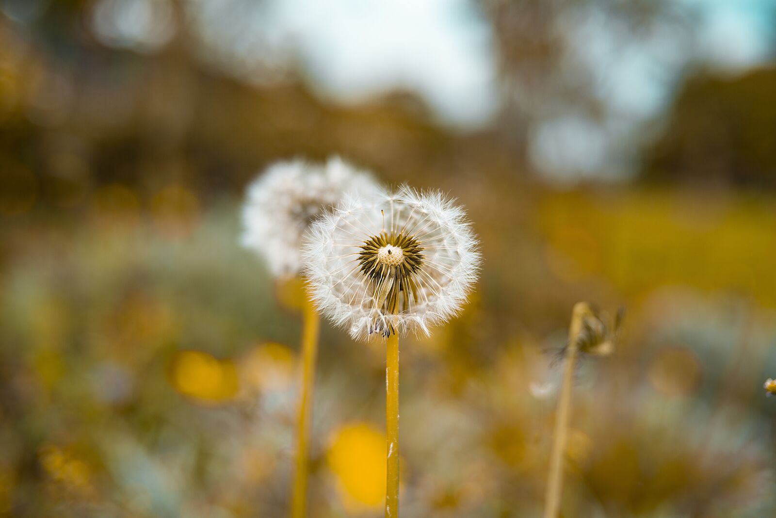 Nikon D600 sample photo. Dandelion, macro, flower photography