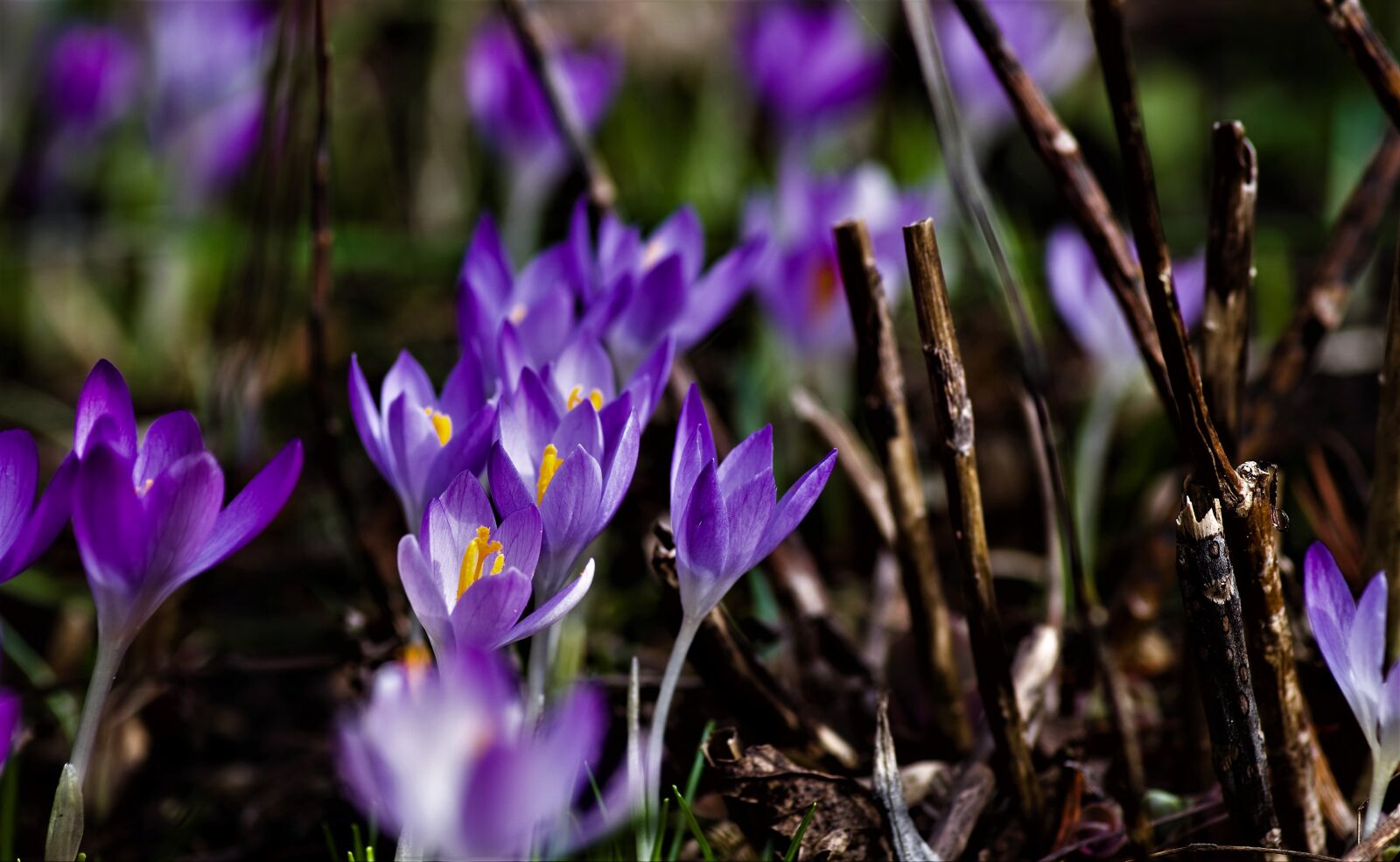 Pentax K-30 sample photo. Crocus, purple, spring photography