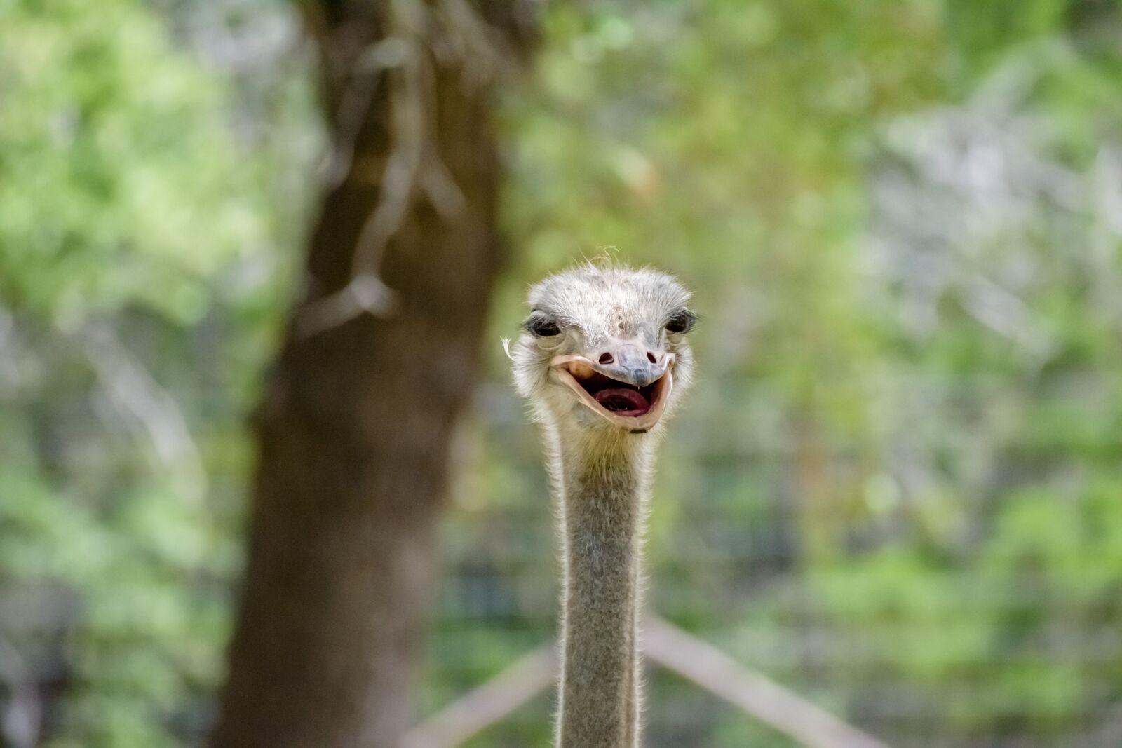 Nikon D3500 sample photo. Ostrich, bird, head photography