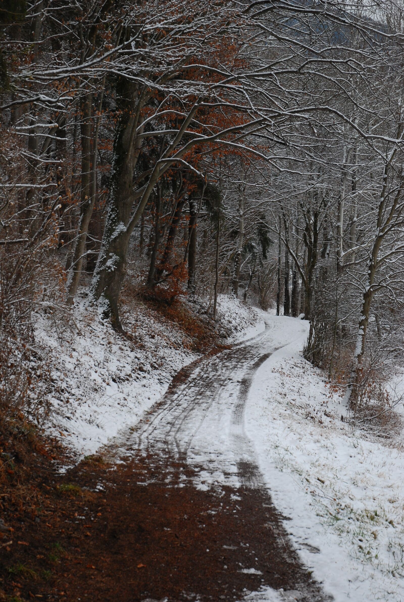 Nikon D80 sample photo. Winter, snow, tree photography