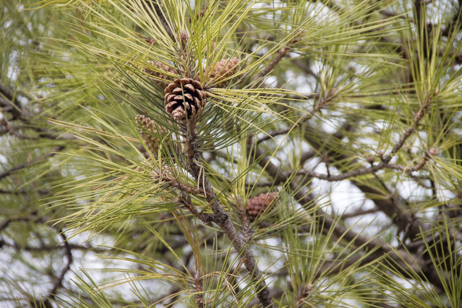 Canon EOS 650D (EOS Rebel T4i / EOS Kiss X6i) sample photo. Pine, cones, tree photography