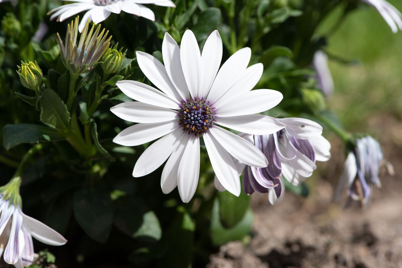 Nikon D750 sample photo. Cape daisy, flower, white photography