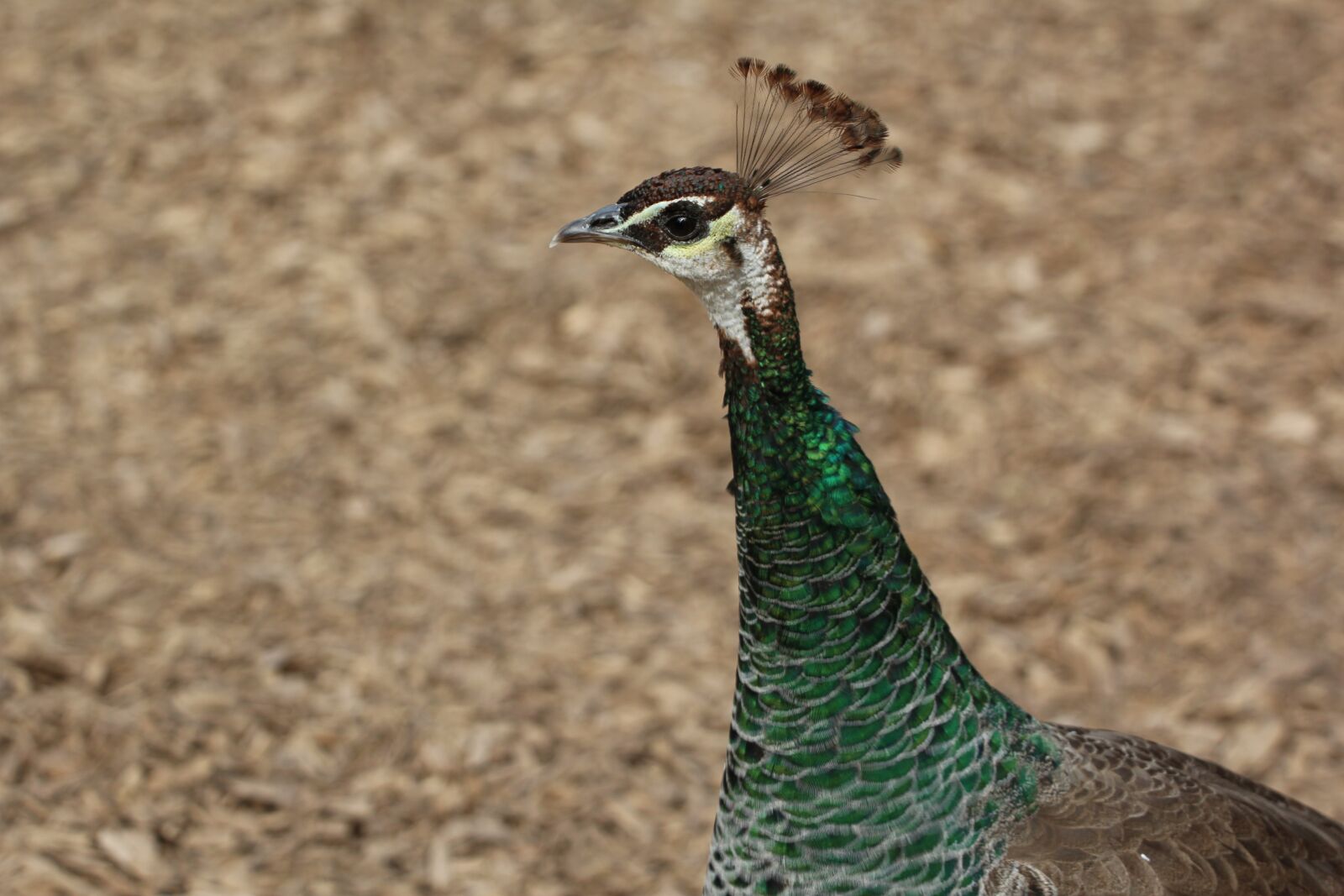 Canon EOS 1200D (EOS Rebel T5 / EOS Kiss X70 / EOS Hi) sample photo. Peacock, female, bird photography