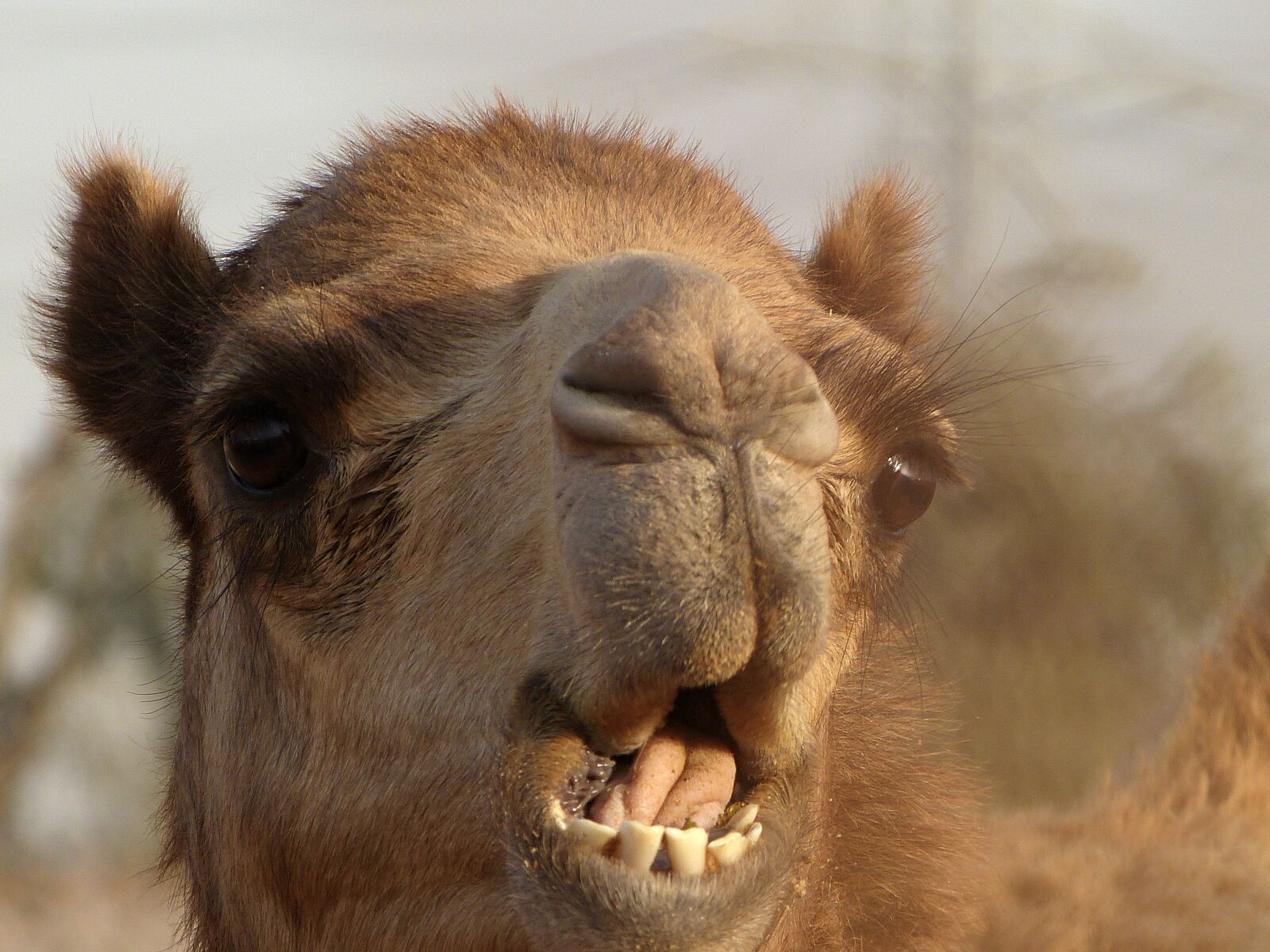 Panasonic Lumix DMC-FZ150 sample photo. Emirates, camel, desert photography
