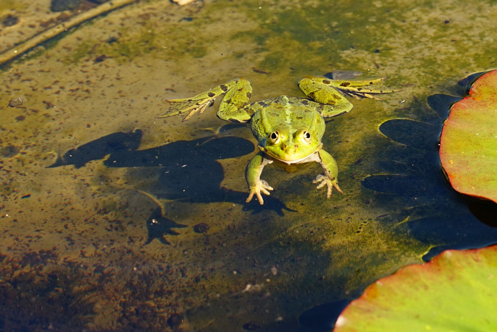 150mm F2.8 sample photo. Frog, water, pond photography