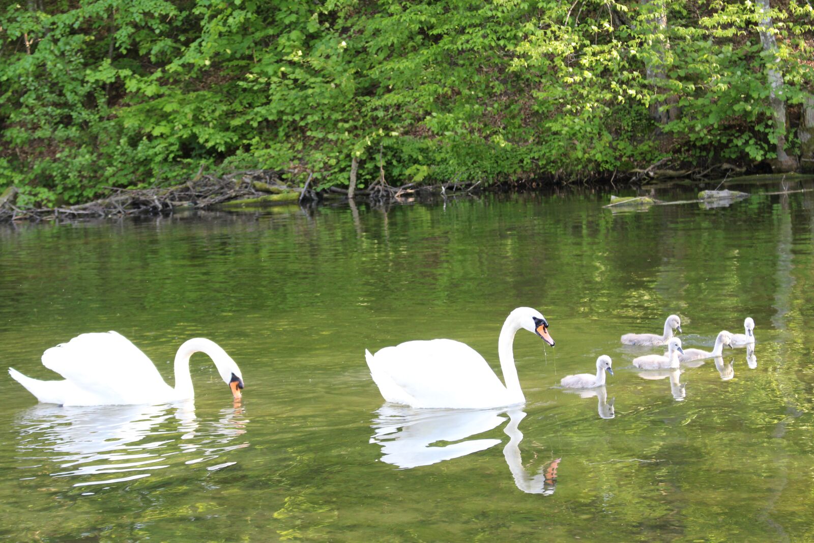 Canon EOS 100D (EOS Rebel SL1 / EOS Kiss X7) sample photo. Swans, nature, swan photography