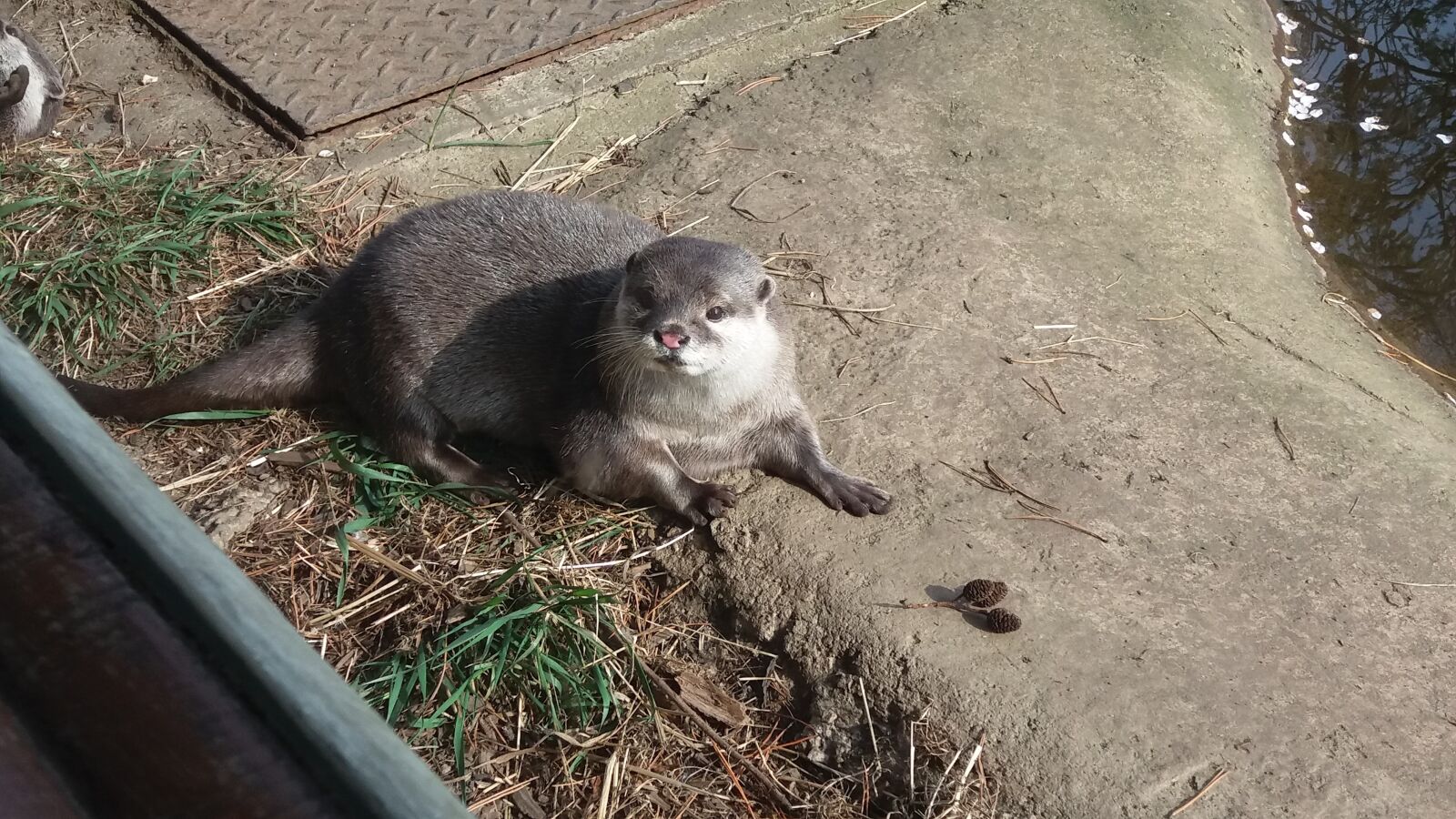 Samsung Galaxy J5 sample photo. Otter, animals, cute photography