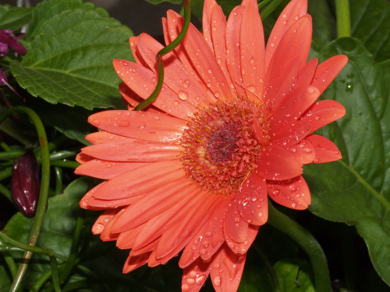 Olympus E-300 (EVOLT E-300) sample photo. Daisy, flower, na photography