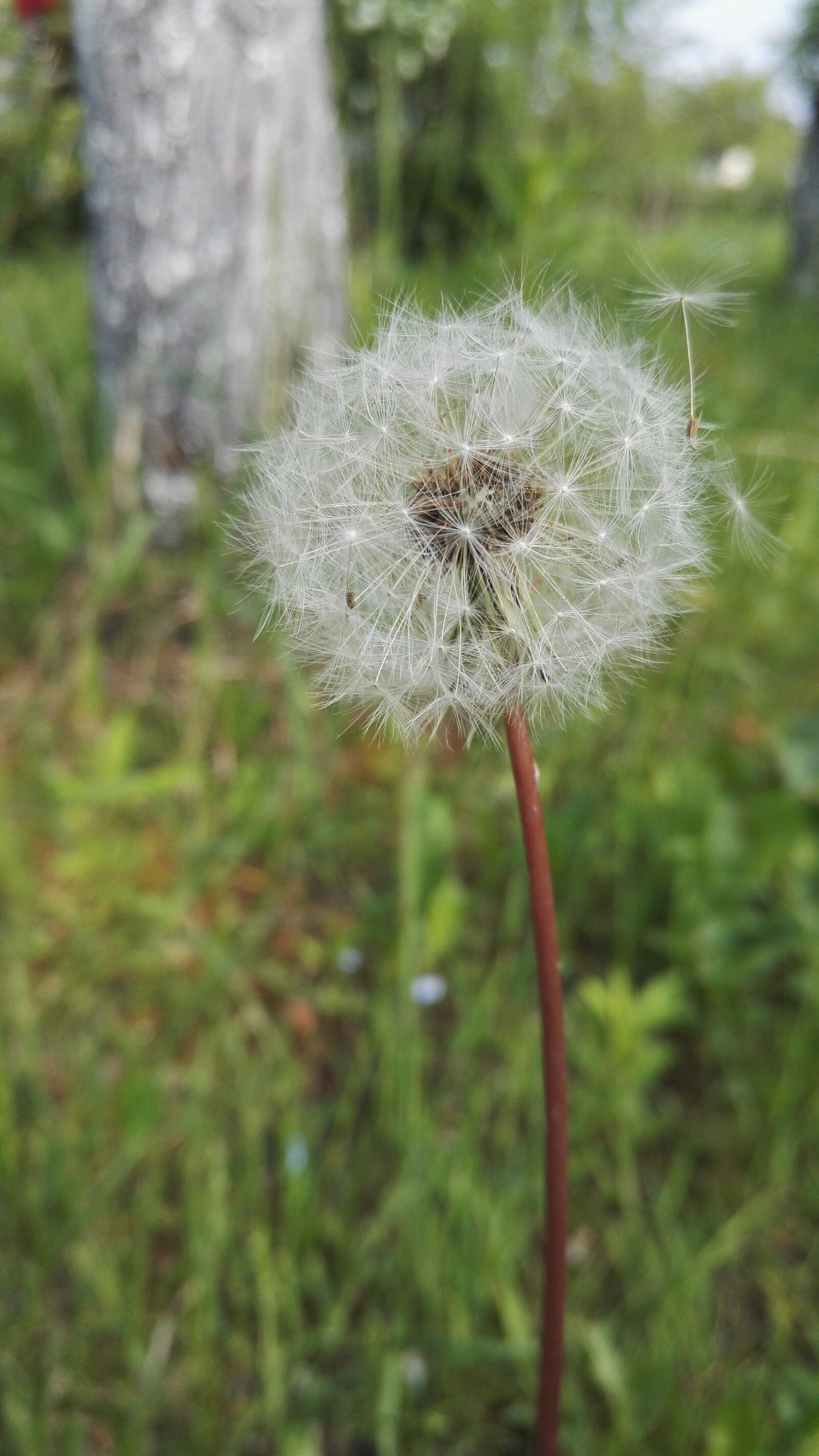 HUAWEI Honor 7 sample photo. Dandelion, spring, summer photography