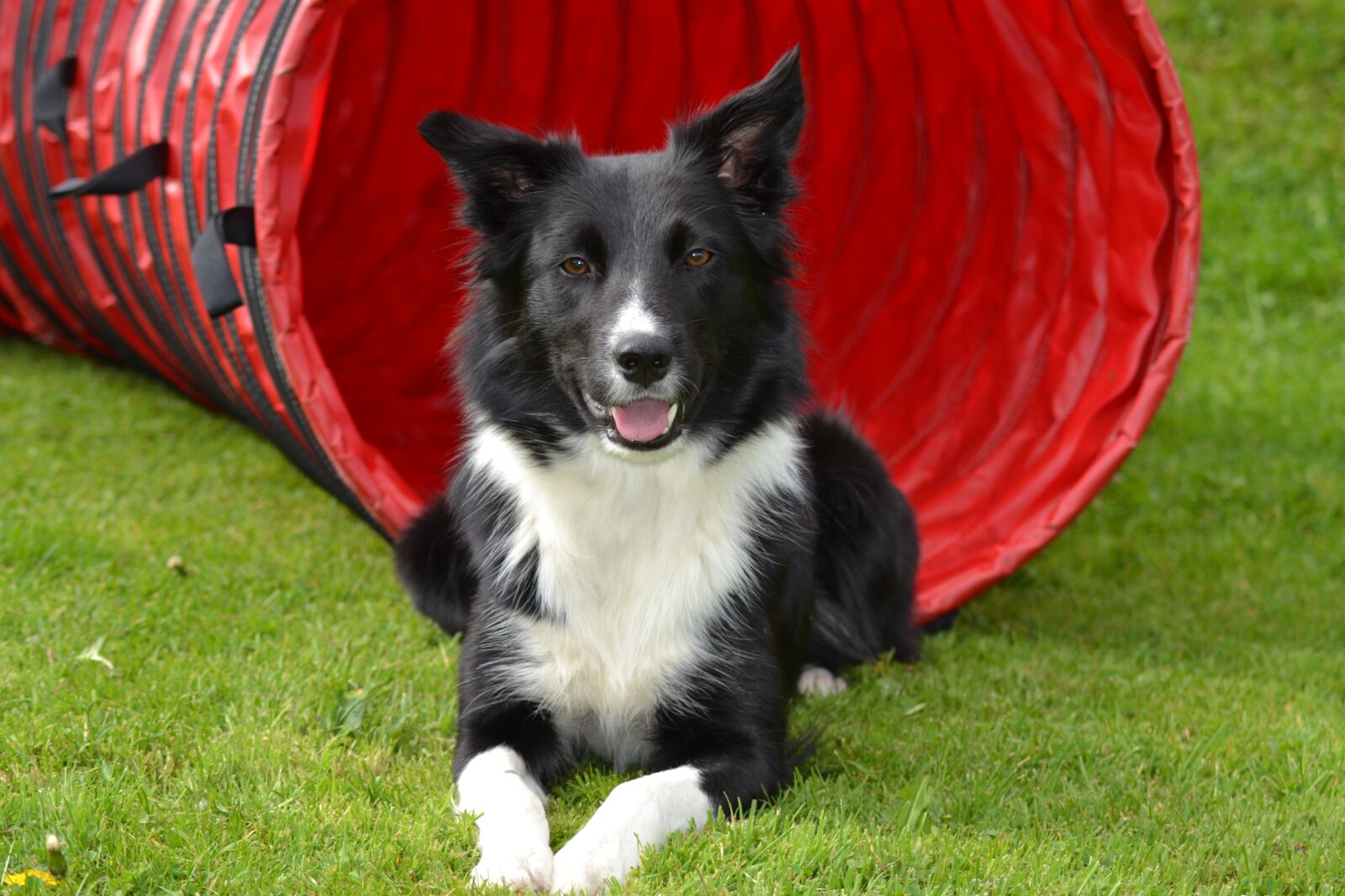 Nikon D3100 sample photo. Dog, border collie, sorry photography