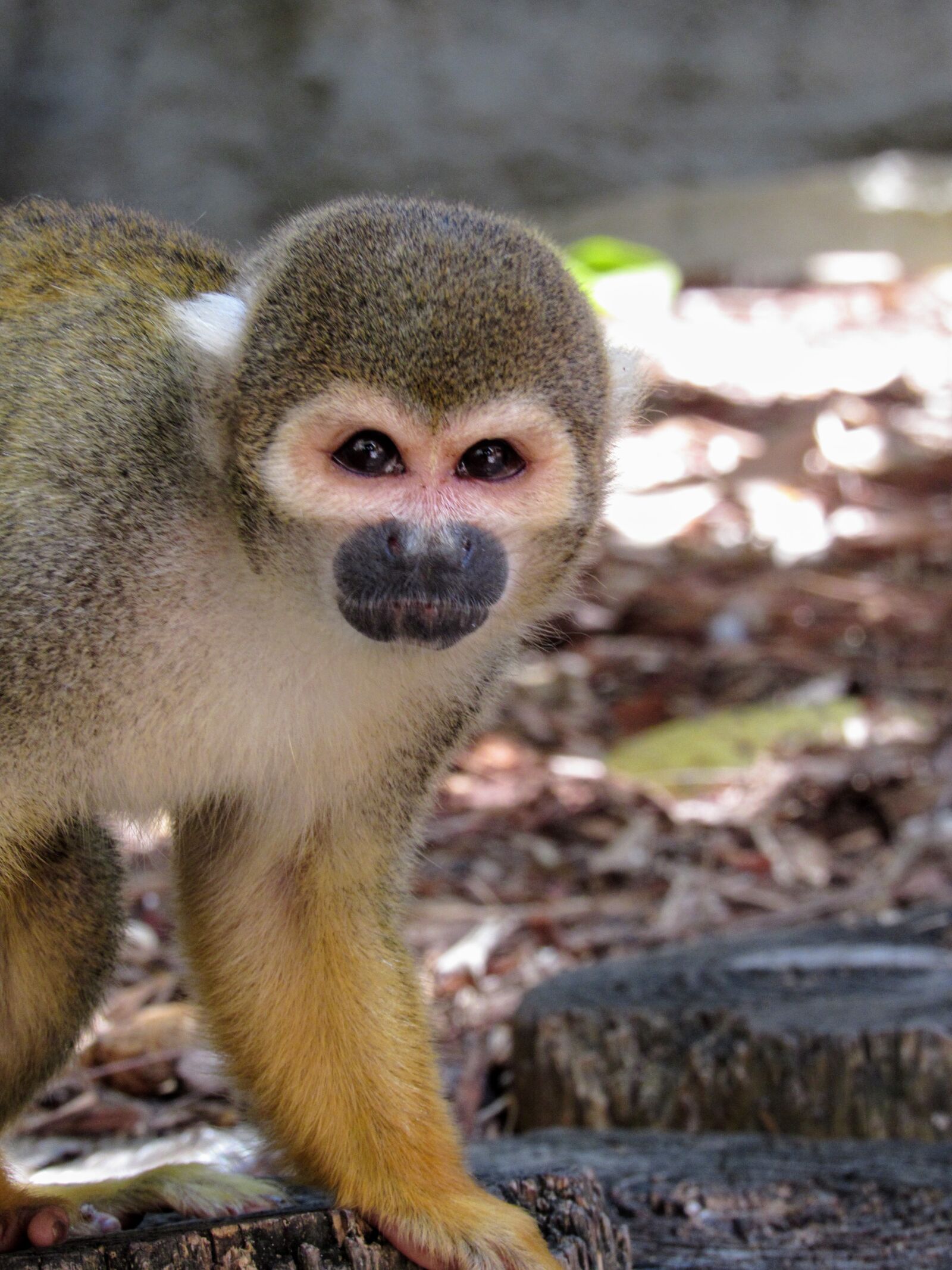 Canon PowerShot SX530 HS sample photo. Monkey, animal, zoo photography