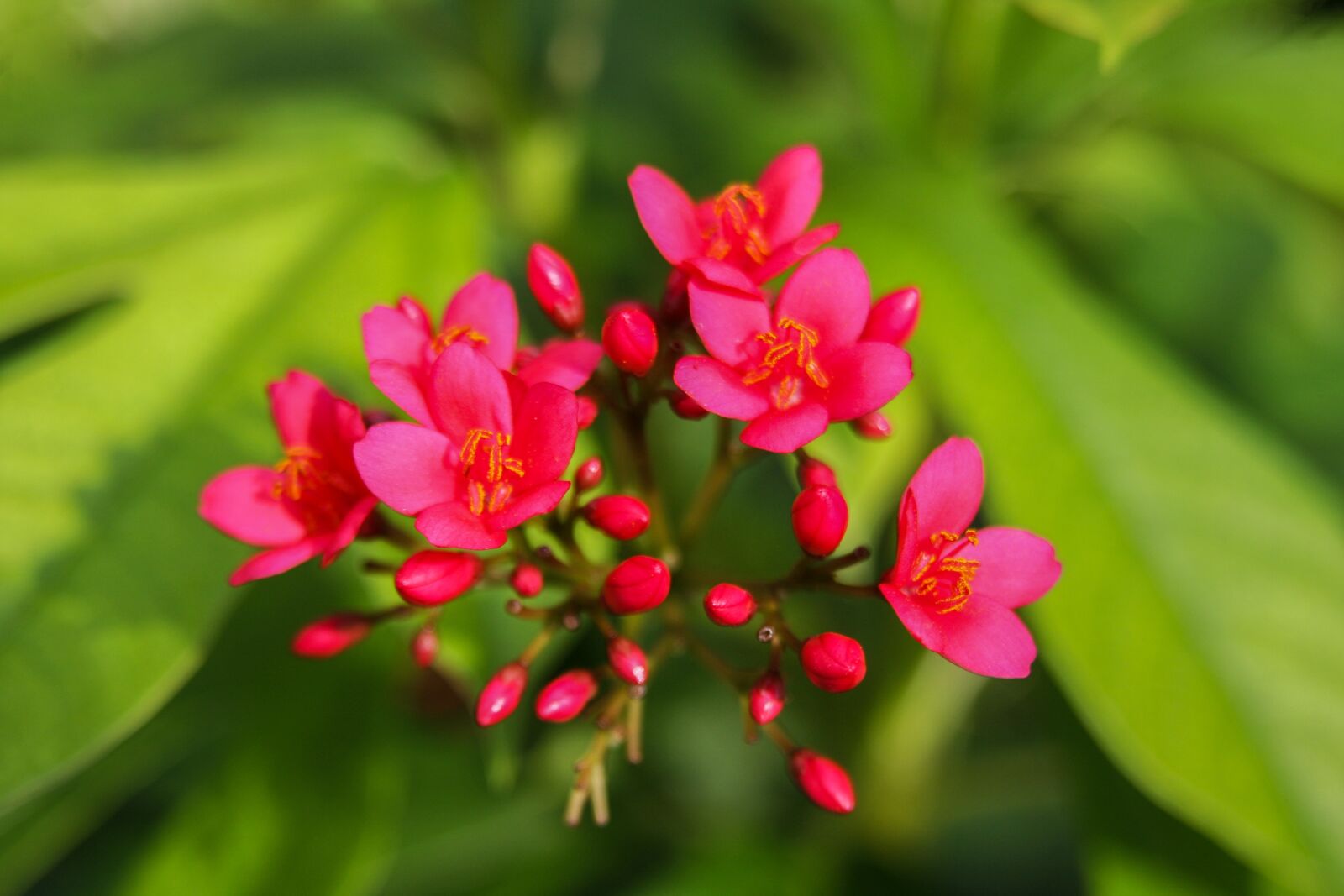 Canon EOS 40D sample photo. Flowers, red, plant photography