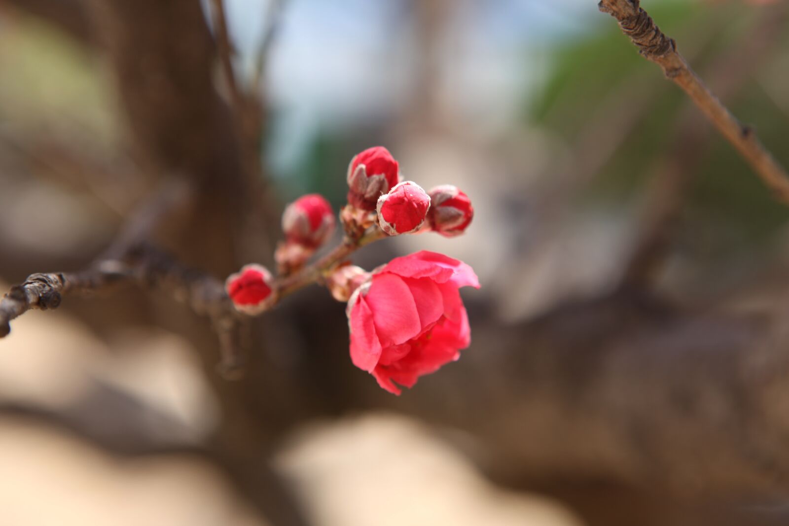 Canon EOS 5D Mark II sample photo. Peach, beijing, the zizhuyuan photography