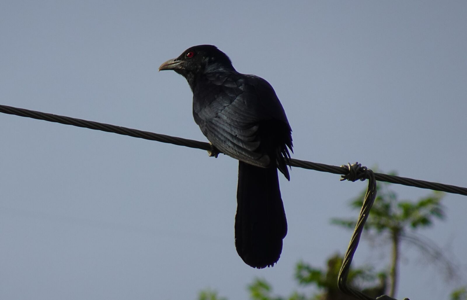 Sony DSC-WX800 sample photo. Bird, koel, eudynamys scolopaceus photography