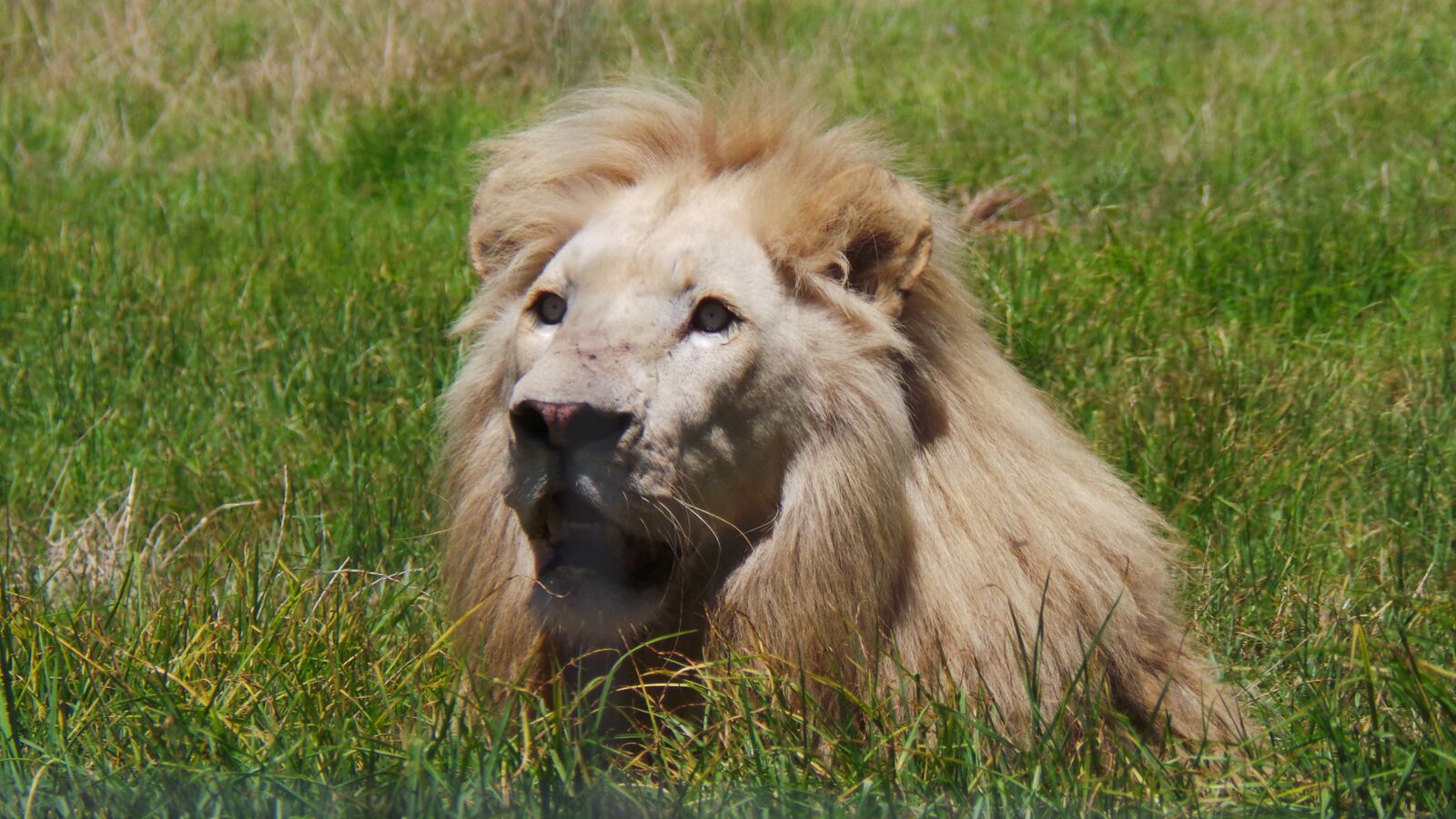 Samsung Galaxy Camera (Wi-Fi) sample photo. Male lion, africa, dangerous photography