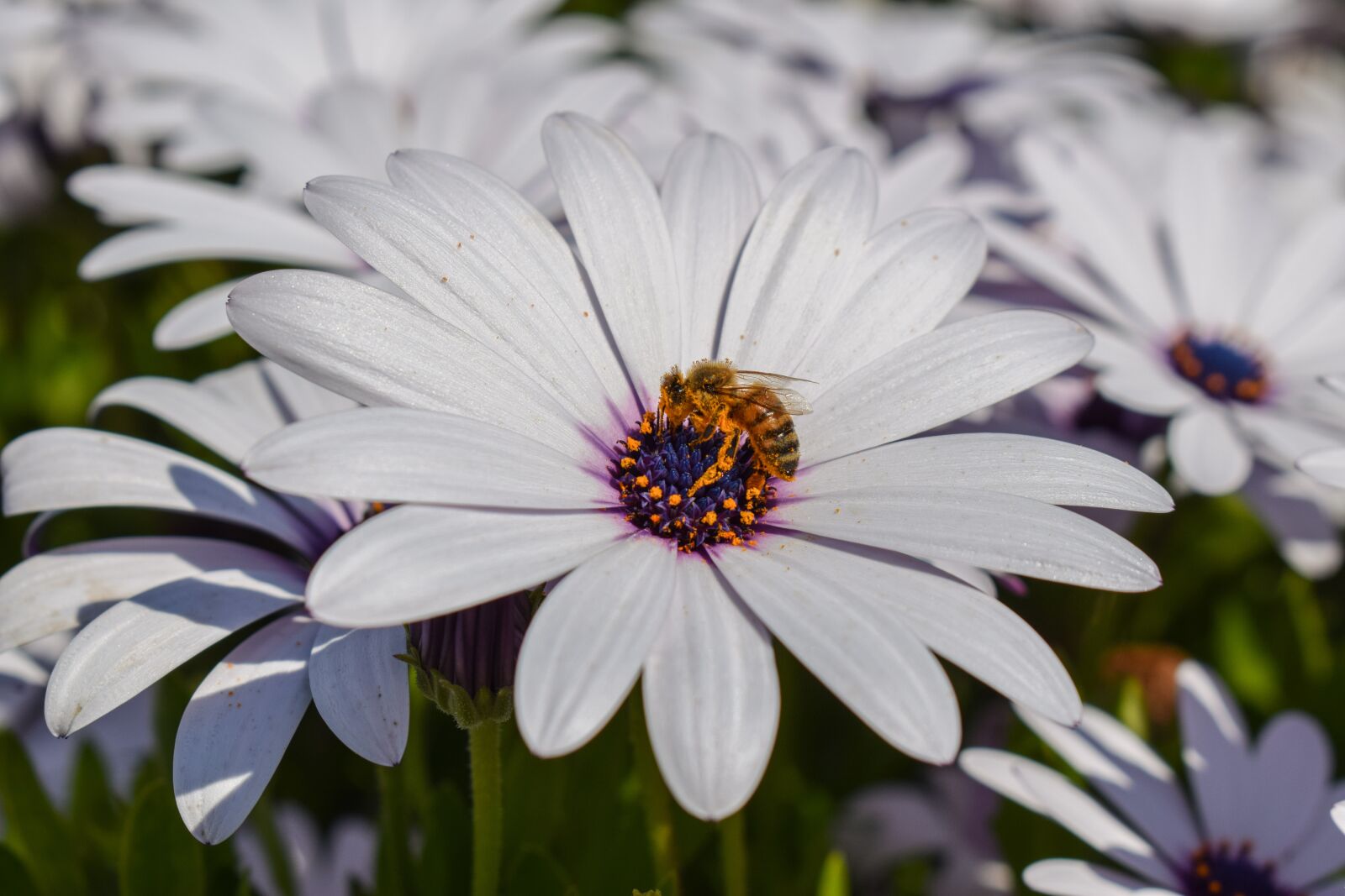 Nikon D3300 sample photo. African daisy, bee, nature photography