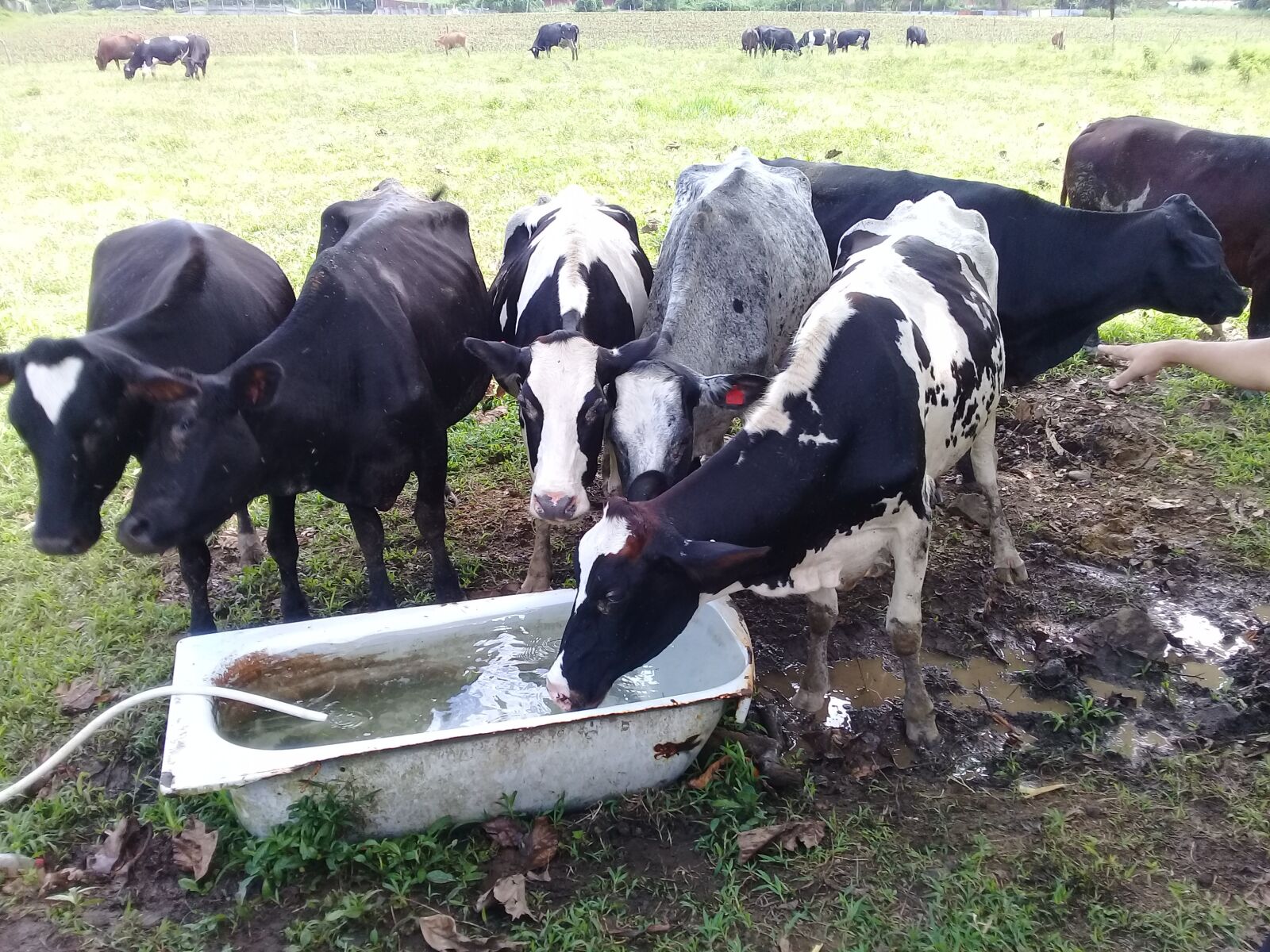 Samsung Galaxy J2 Prime sample photo. Cows, drinking cow, cow photography