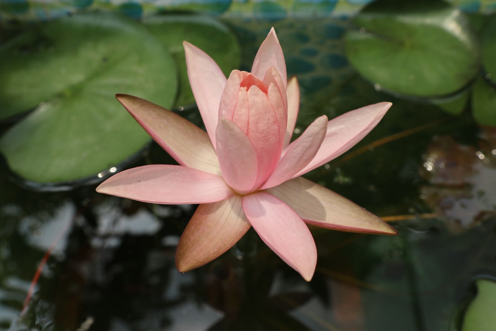 Canon EOS M6 sample photo. One lotus, orange flower photography