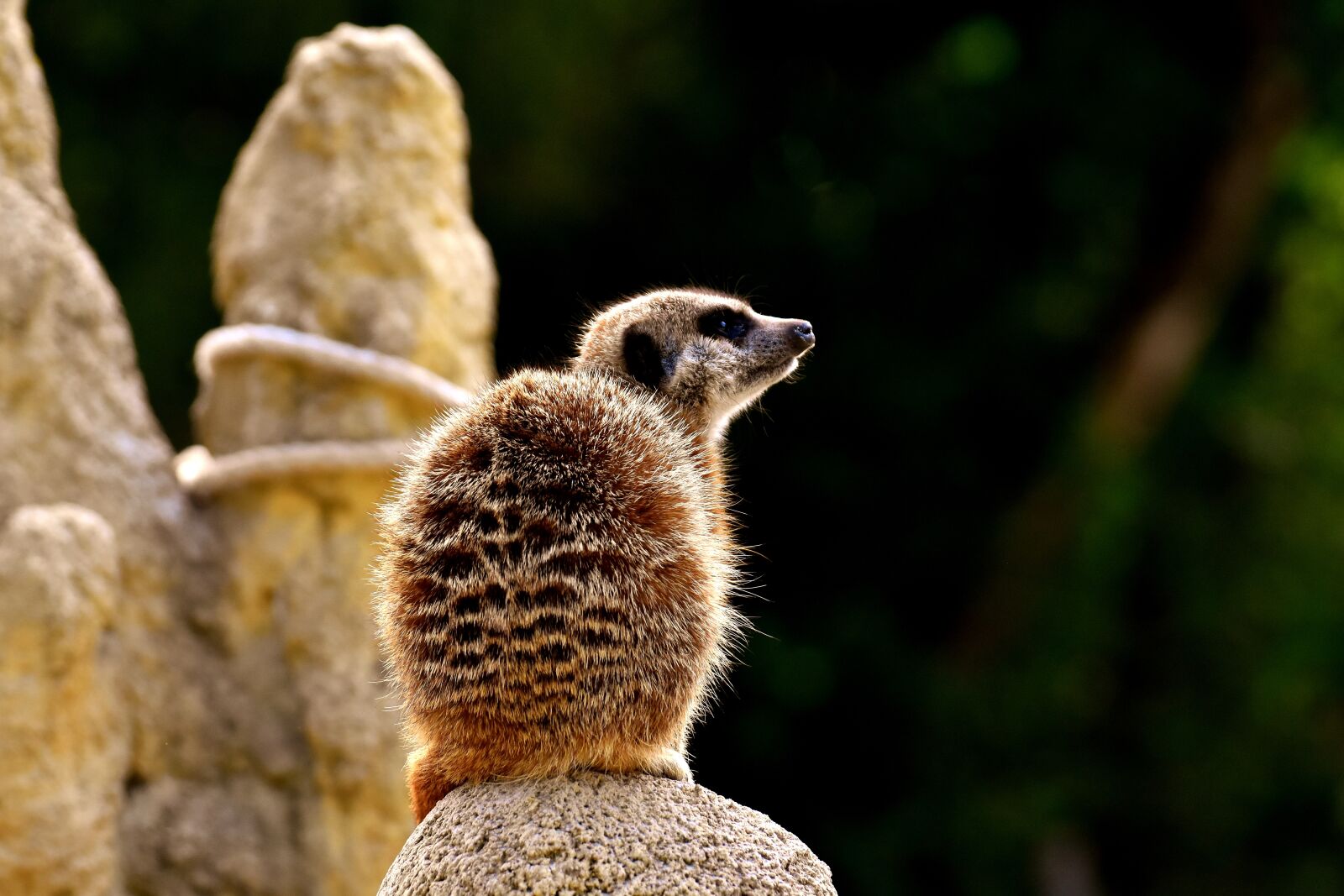Nikon D7200 sample photo. Meerkat, animal, nature photography