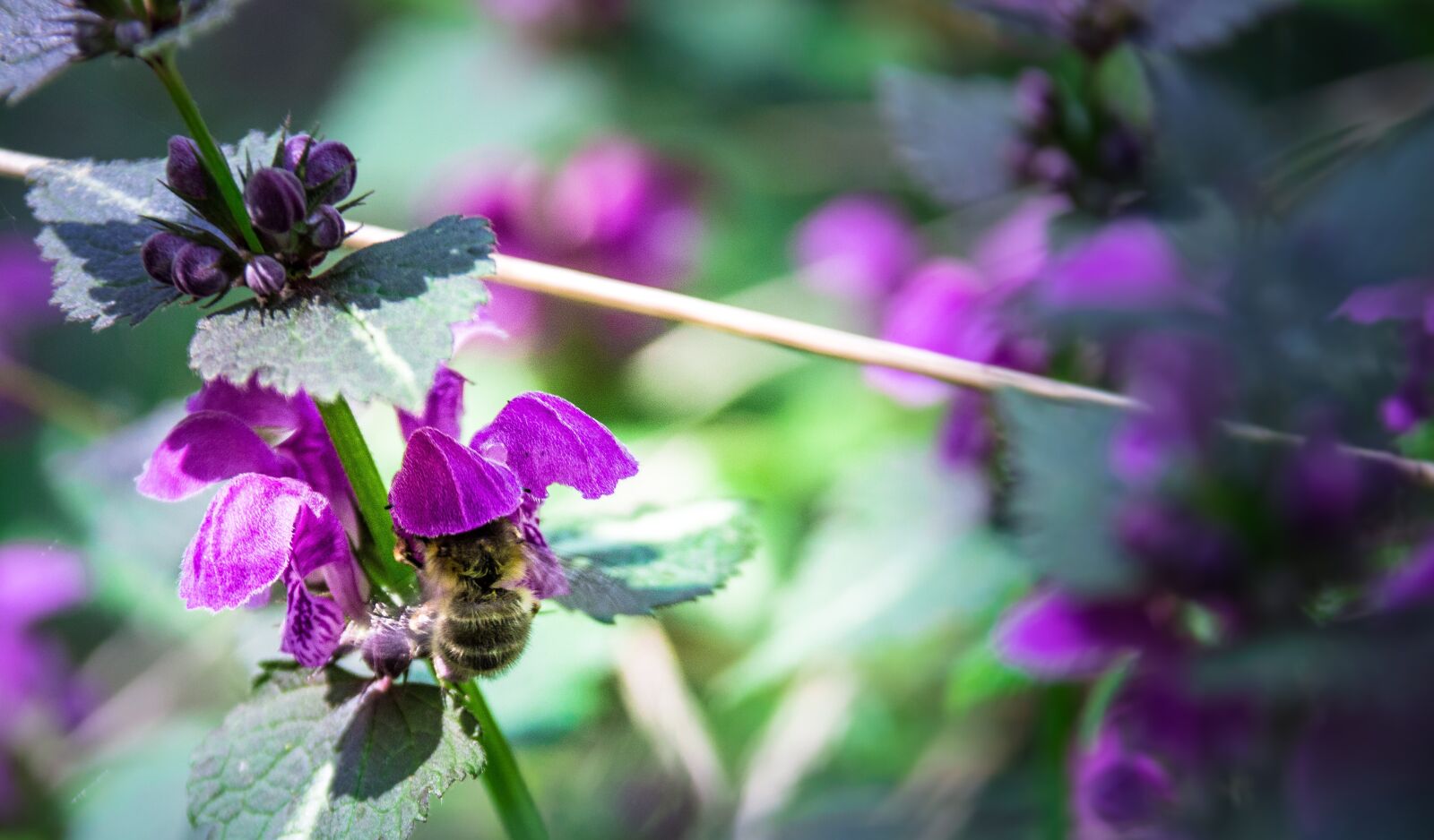 Nikon D3200 sample photo. Flower, nature, garden photography
