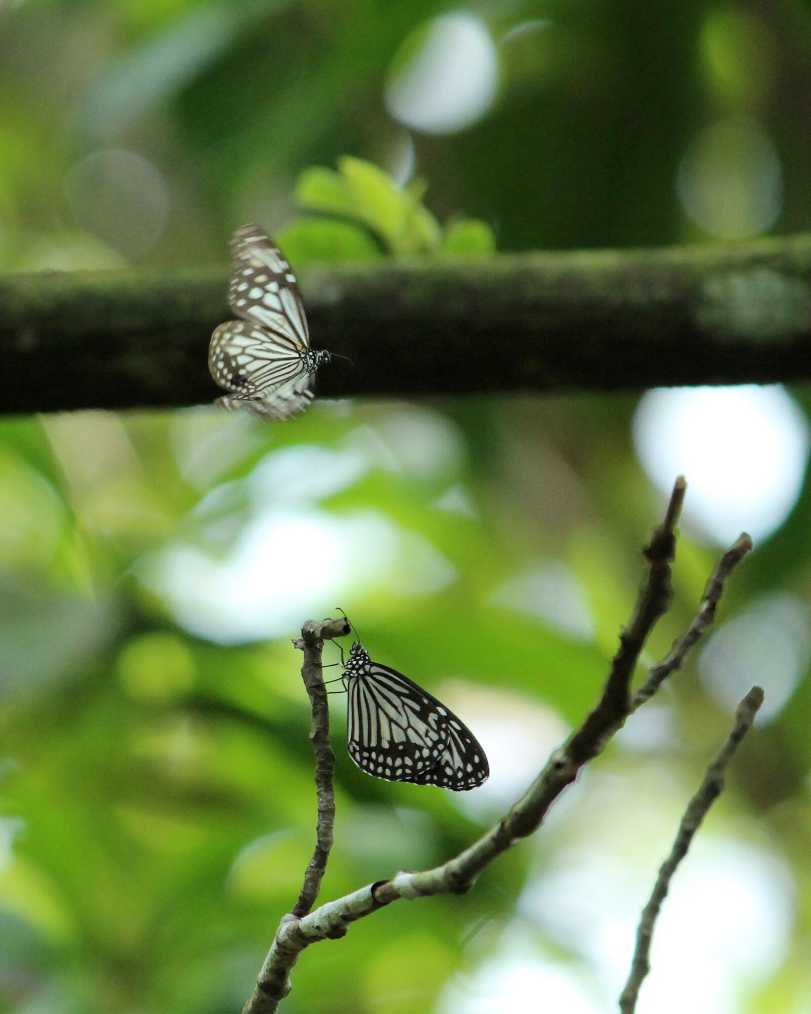 Canon EOS 1300D (EOS Rebel T6 / EOS Kiss X80) sample photo. Kerala, india, tirumala septentrionis photography