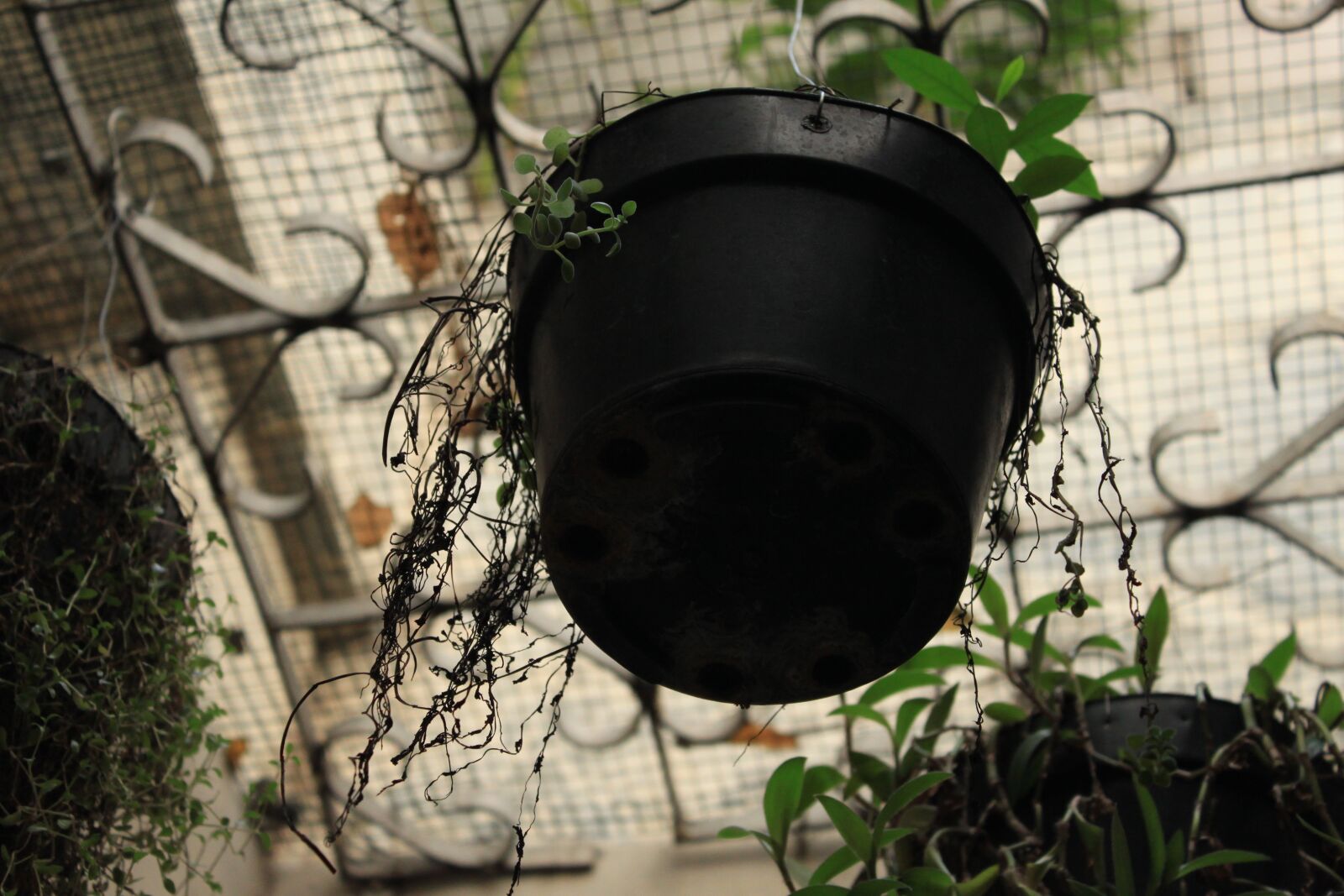 Canon EOS 500D (EOS Rebel T1i / EOS Kiss X3) sample photo. Leaf, tendrils, plant photography