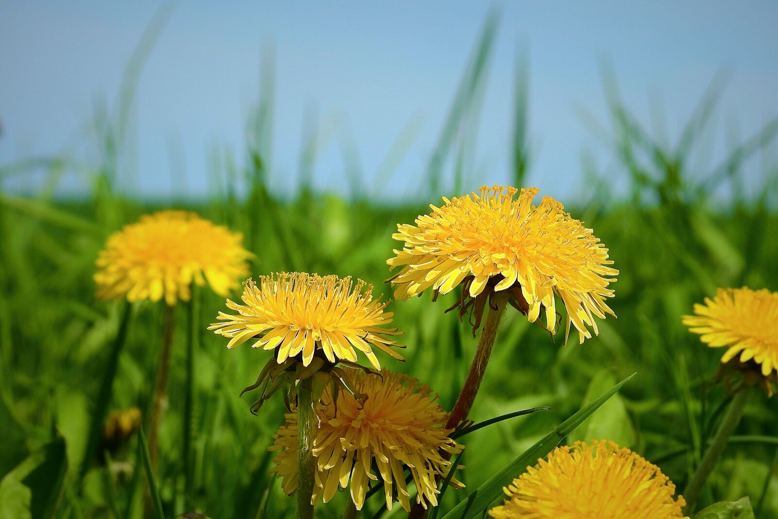 Nikon Coolpix P900 sample photo. Nature, plant, field photography
