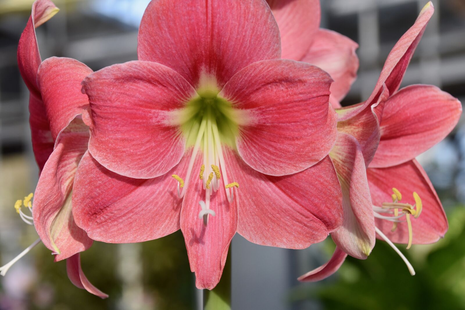 Nikon D5600 sample photo. Flower, flowers pink color photography