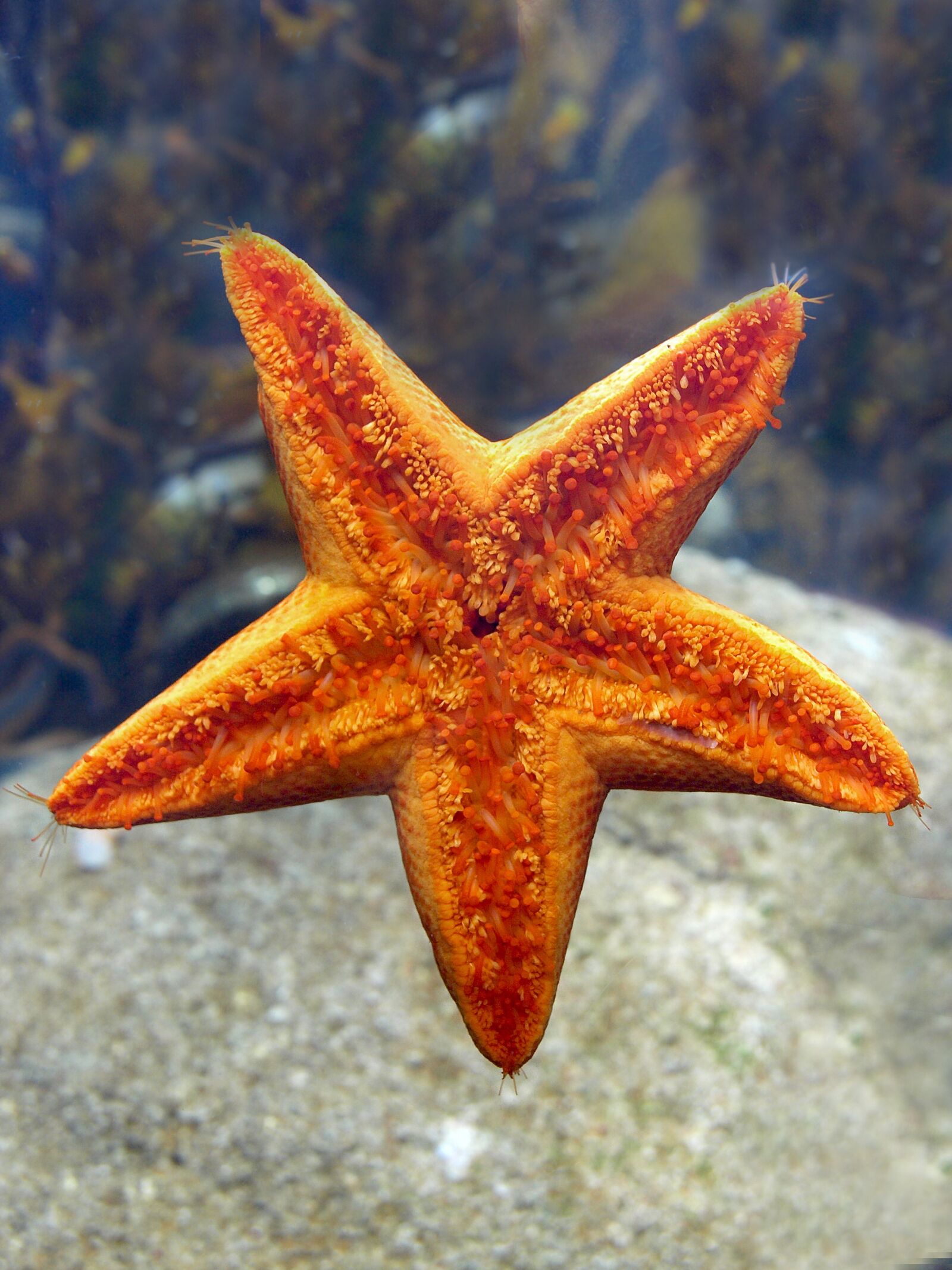 Olympus E-3 sample photo. Starfish, echinoderm, nature photography