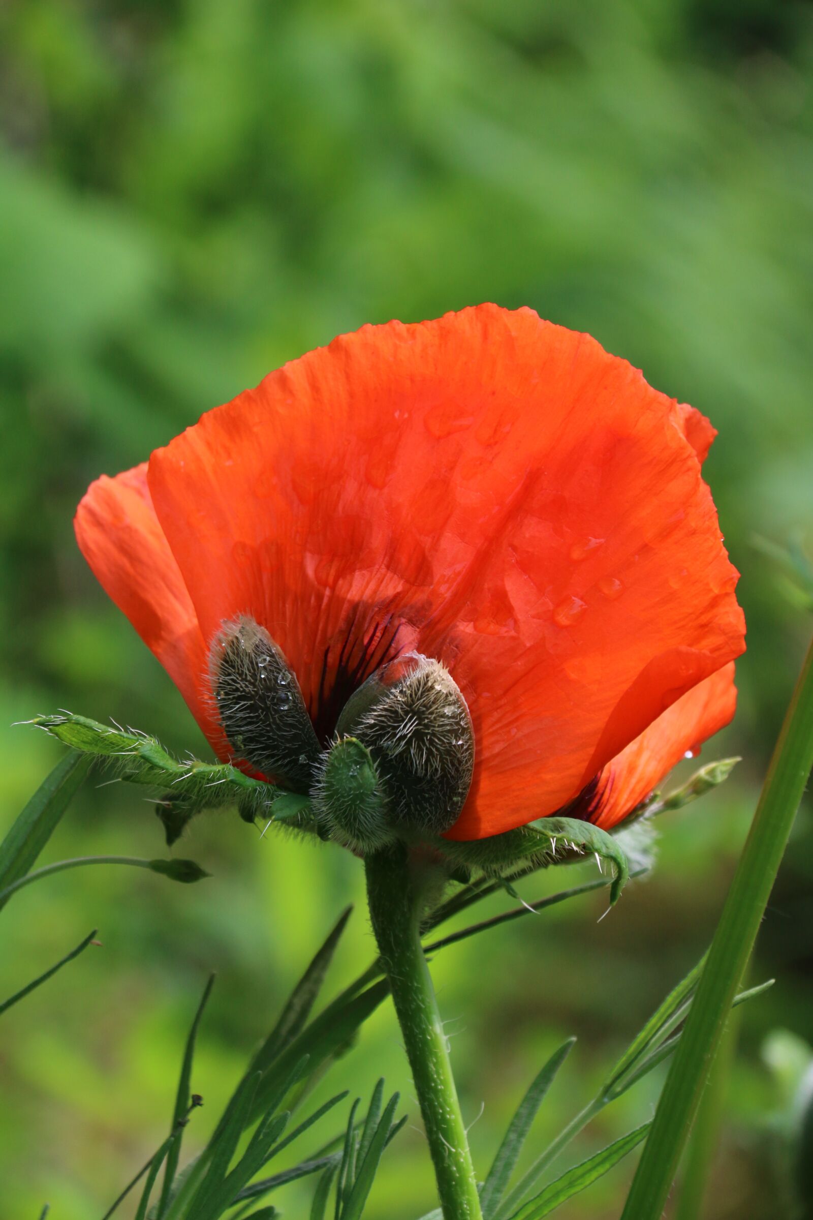 Canon EF-S 18-200mm F3.5-5.6 IS sample photo. Poppy, flower, wild flower photography