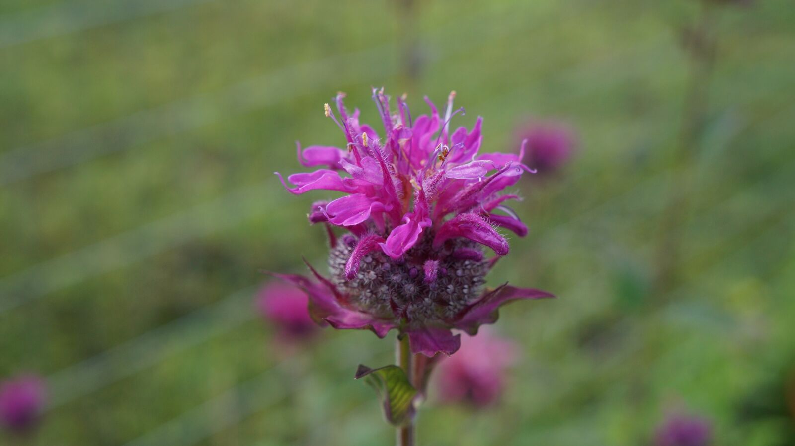 Sony Alpha a3000 + Sony E 18-55mm F3.5-5.6 OSS sample photo. Flower, beebalm, plant photography