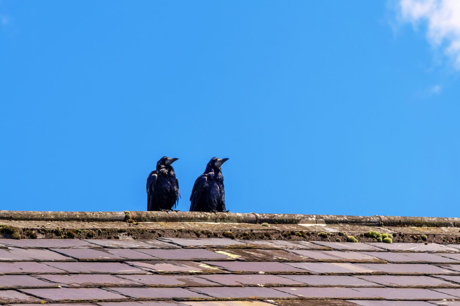 Sony a6000 + Sony E PZ 18-105mm F4 G OSS sample photo. Birds, two, pair photography