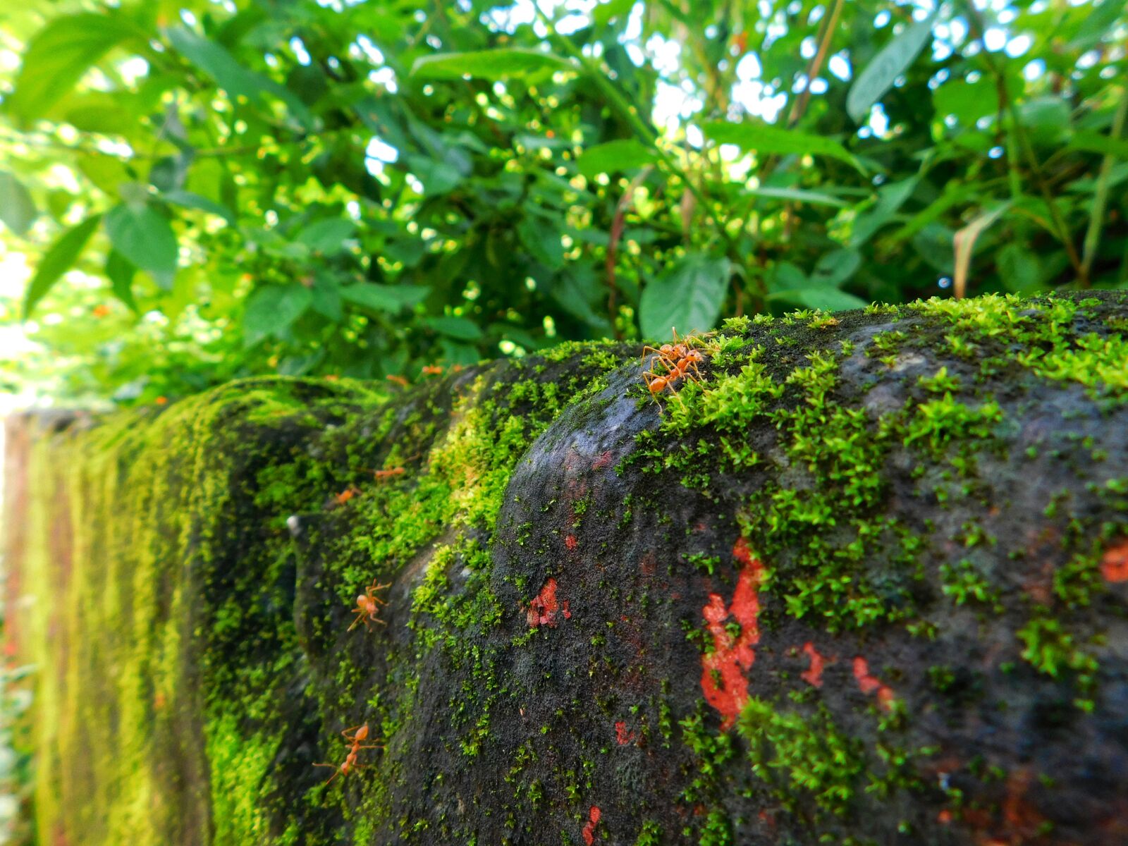 Nikon Coolpix L840 sample photo. Wall, plants, green photography