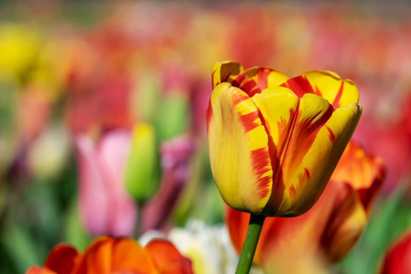 Fujifilm X-T10 sample photo. Tulip, yellow orange, yellow photography