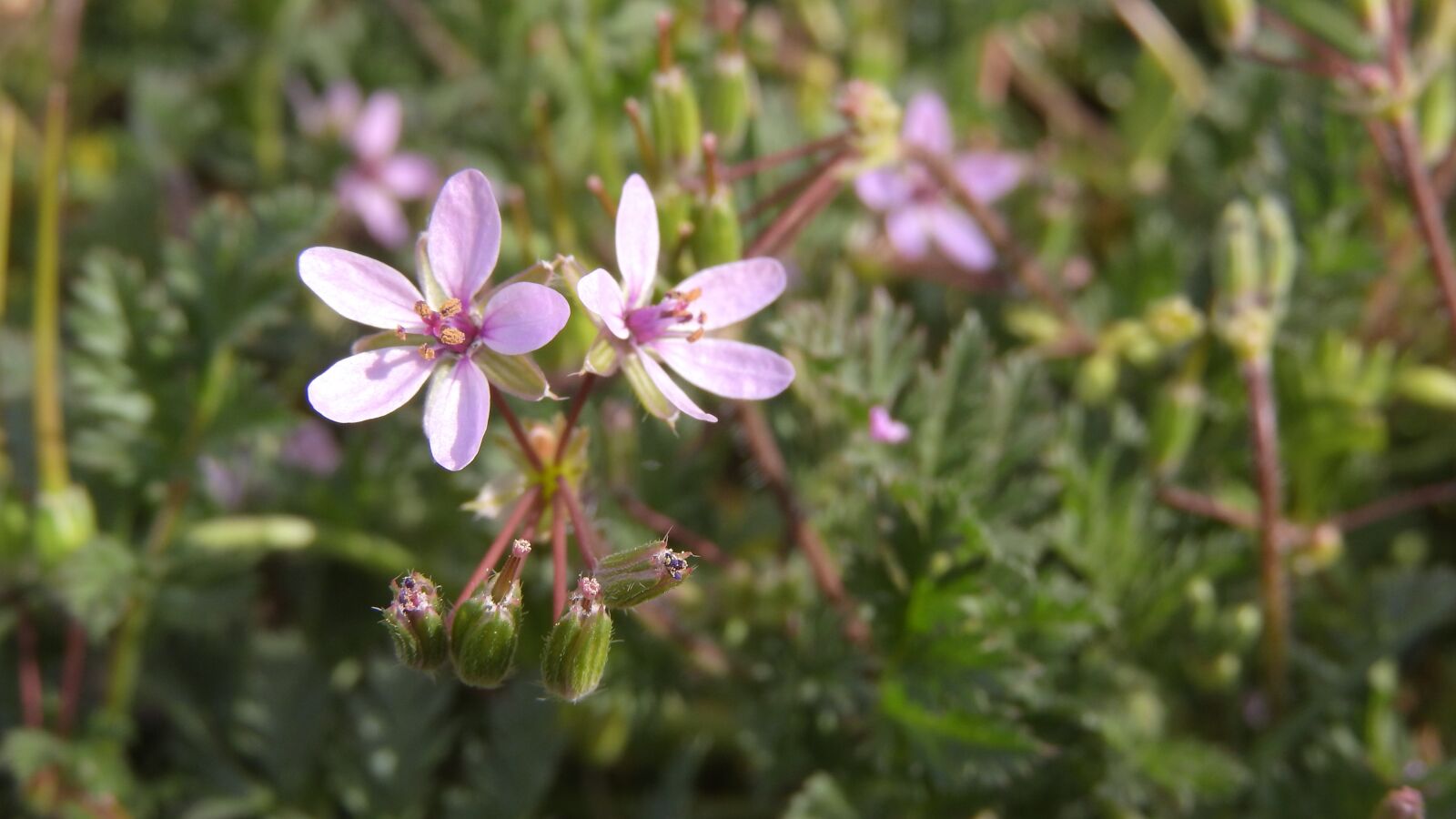Nikon Coolpix P610 sample photo. Erodium cicutarium, pumpava, pumpava photography