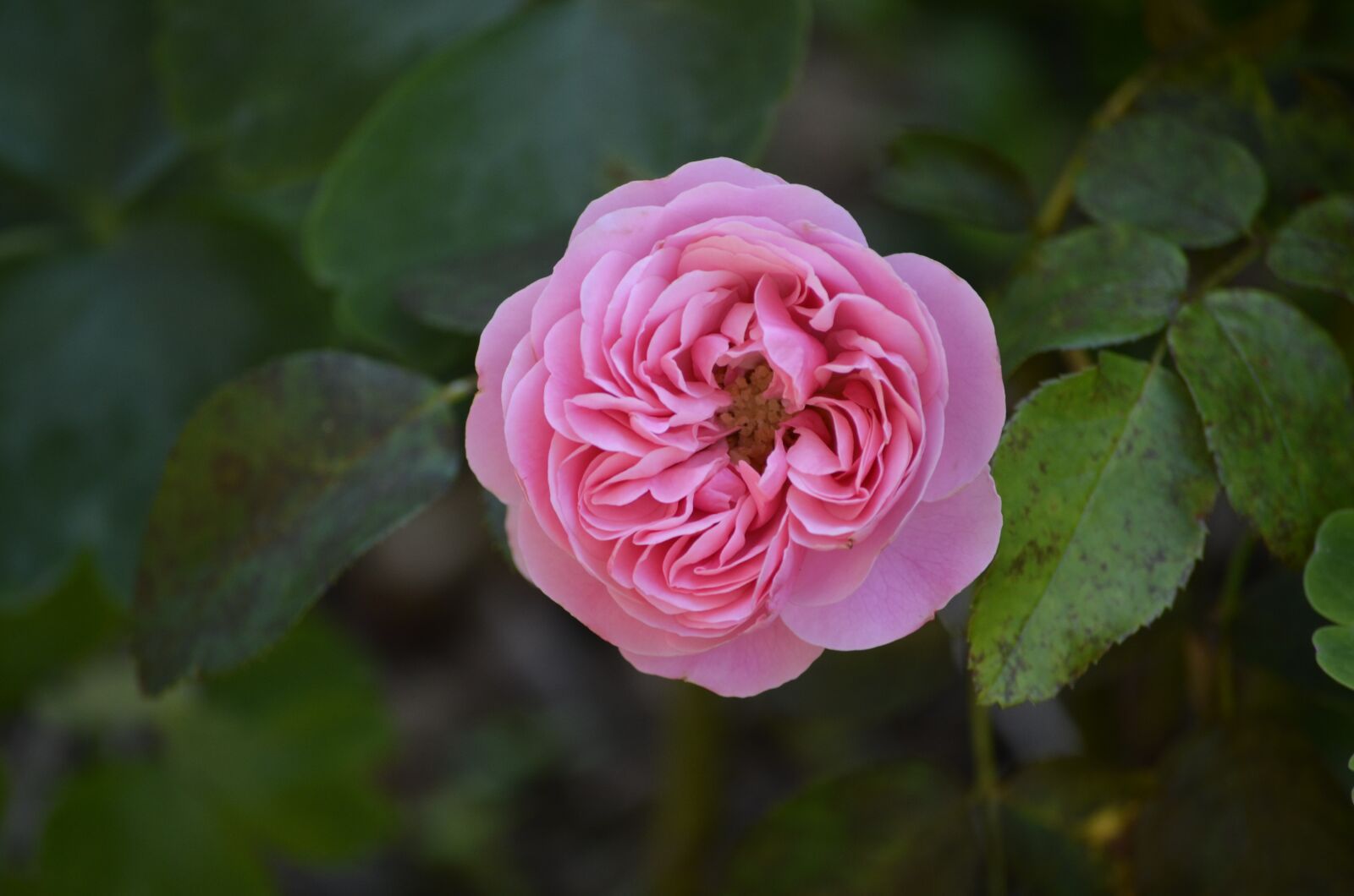 Nikon D5100 sample photo. Flower, rose, nature photography