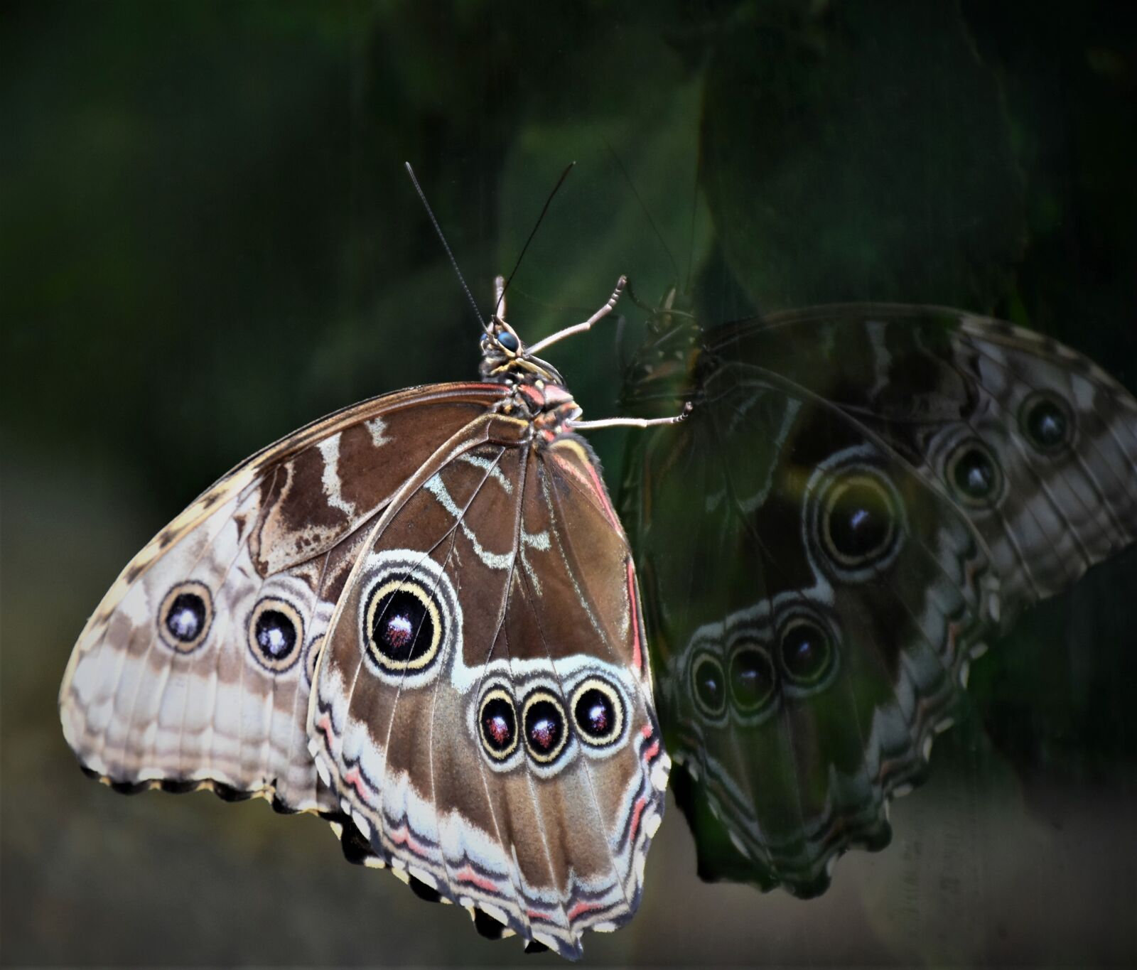Nikon D7200 sample photo. Butterfly, edelfalter, owl butterfly photography