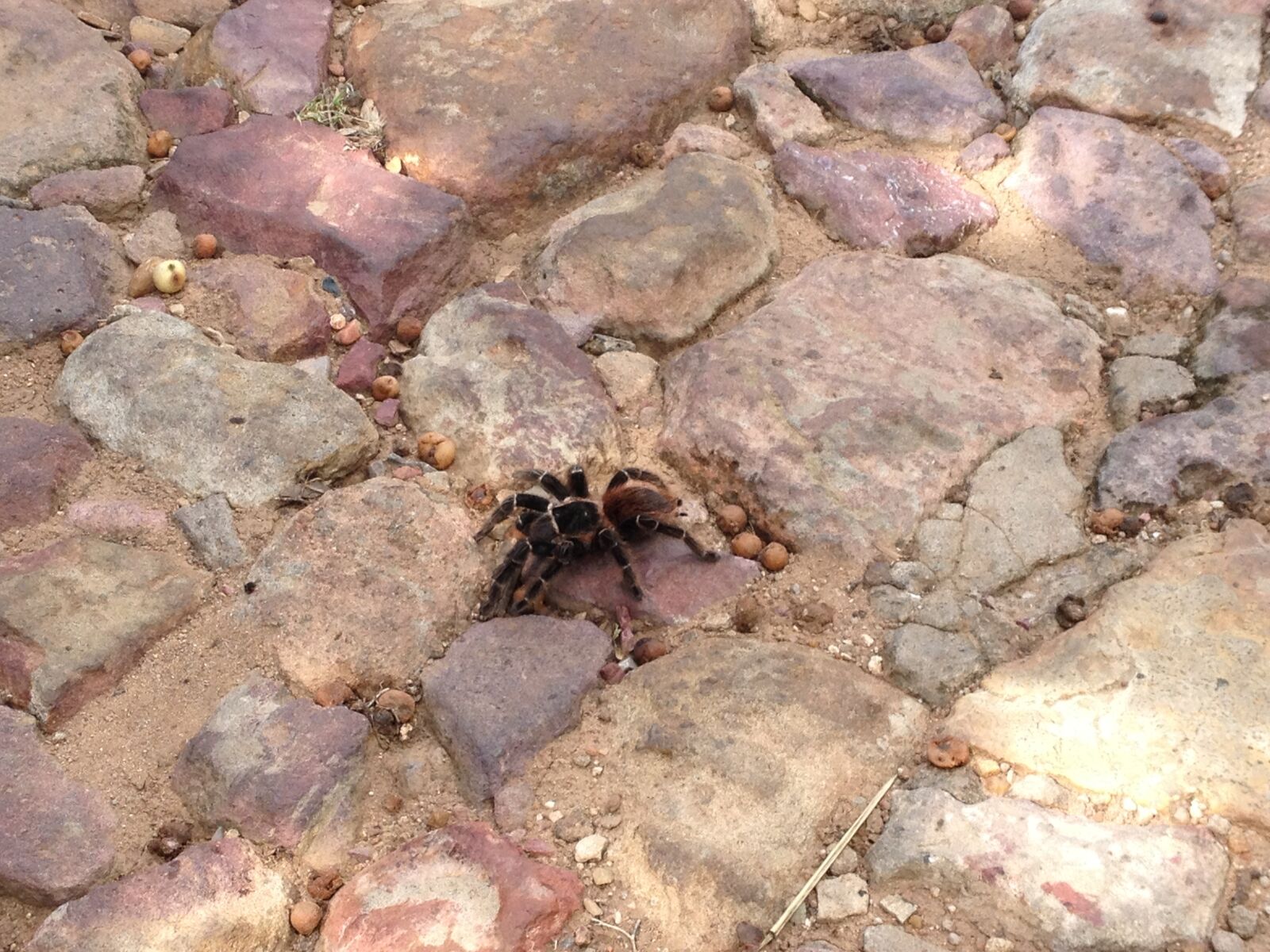 iPhone 4S back camera 4.28mm f/2.4 sample photo. Arachnids, spider, tarantula photography